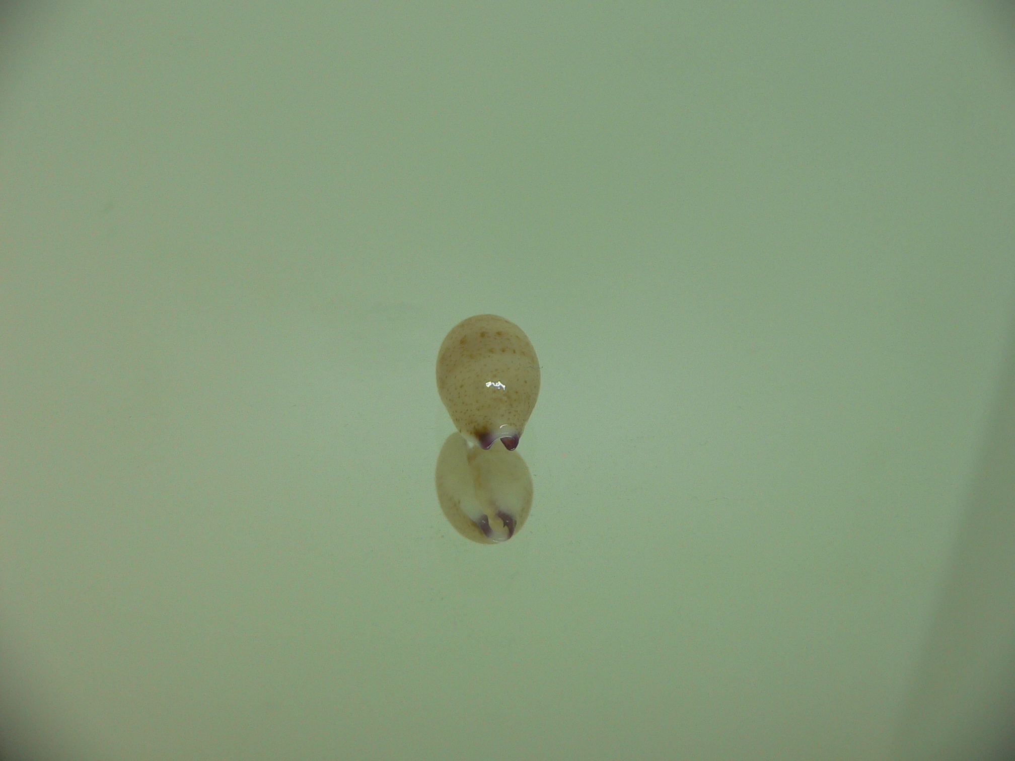 Cypraea microdon microdon 8