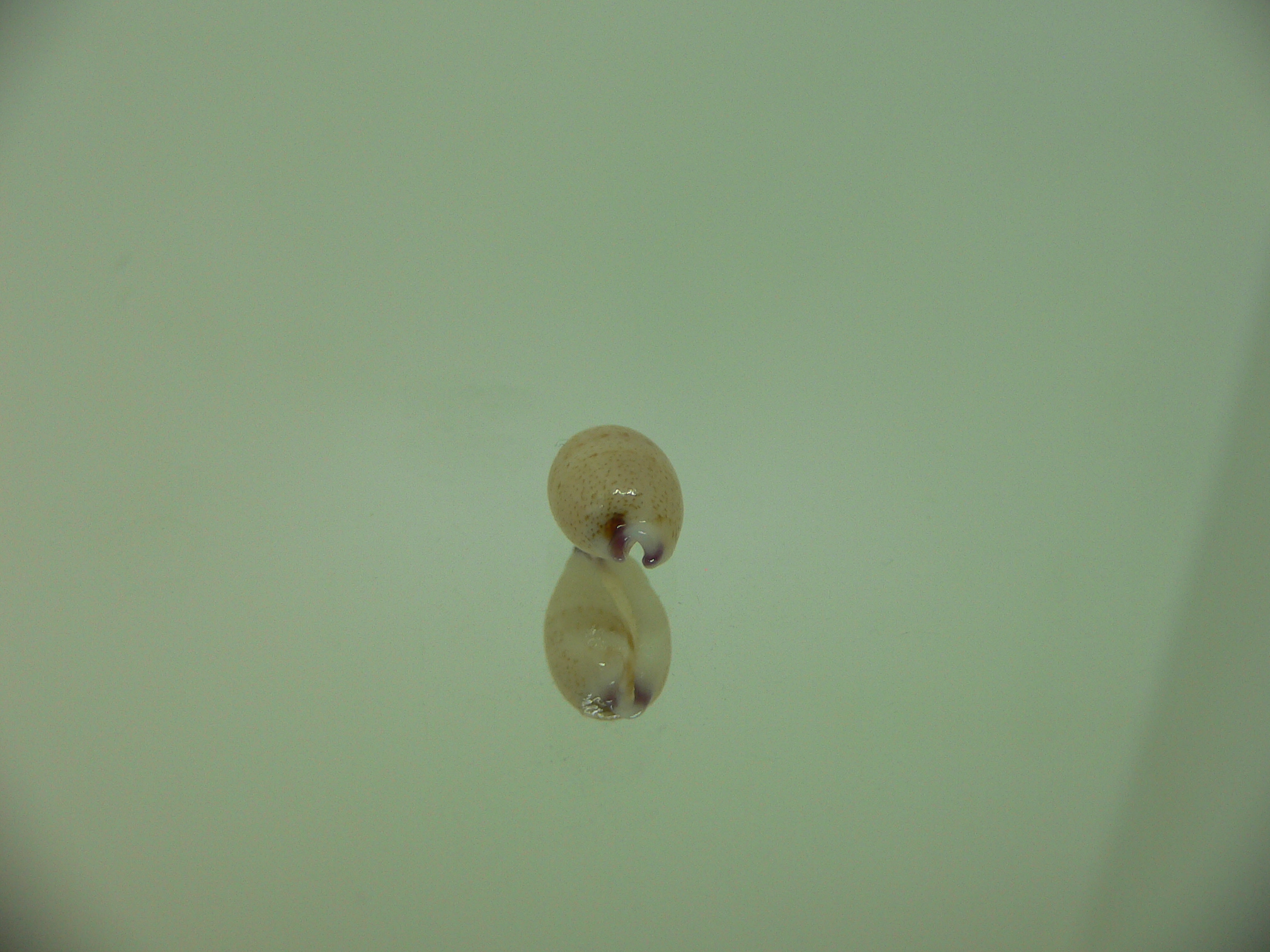 Cypraea microdon microdon 8