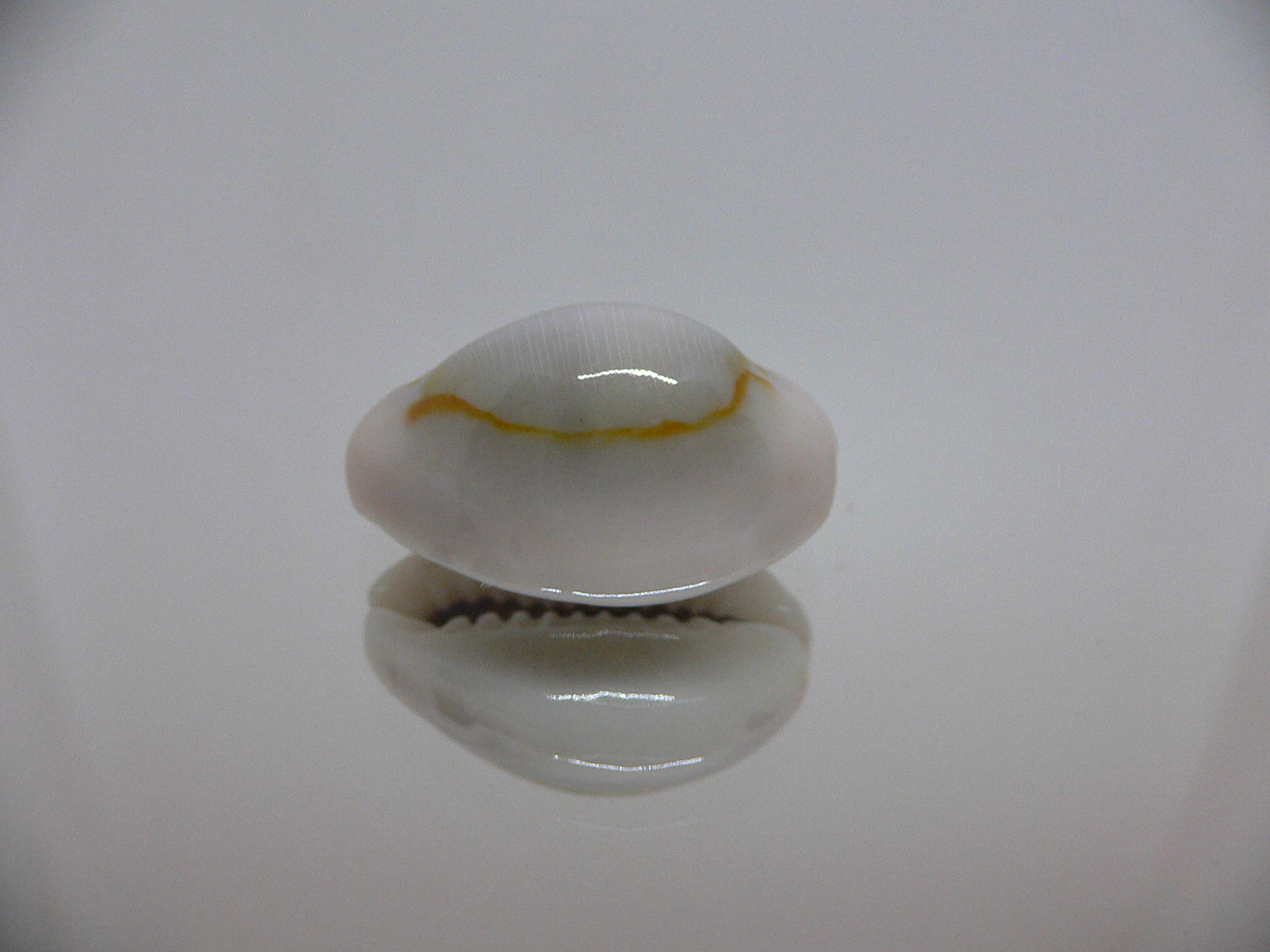 Cypraea annulus noumeensis (var.) CALLOUSED & SUPER