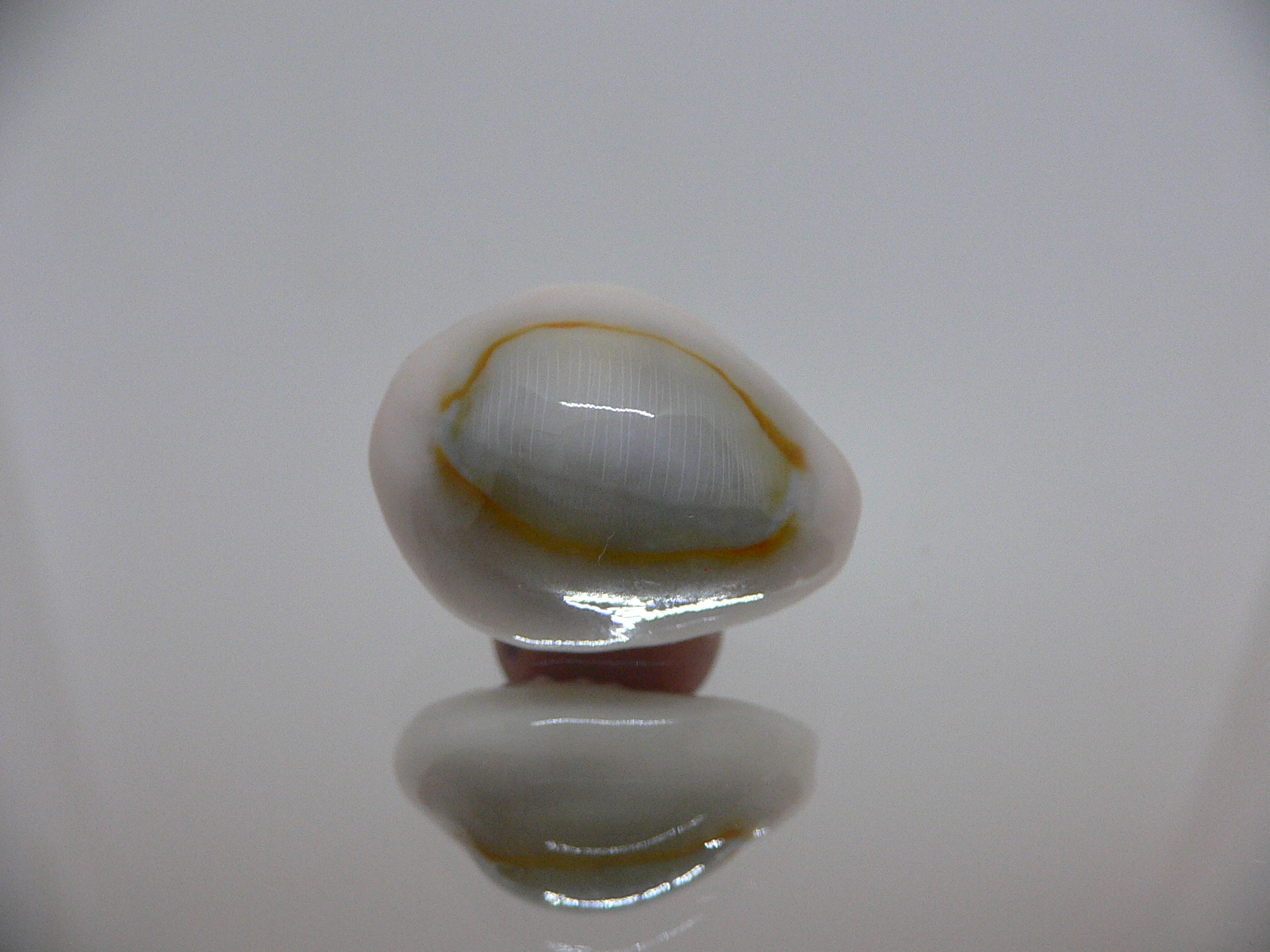 Cypraea annulus noumeensis (var.) CALLOUSED & SUPER