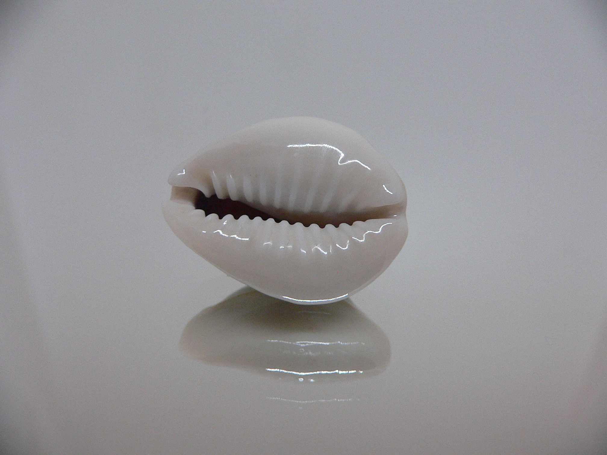 Cypraea annulus noumeensis (var.) CALLOUSED & SUPER