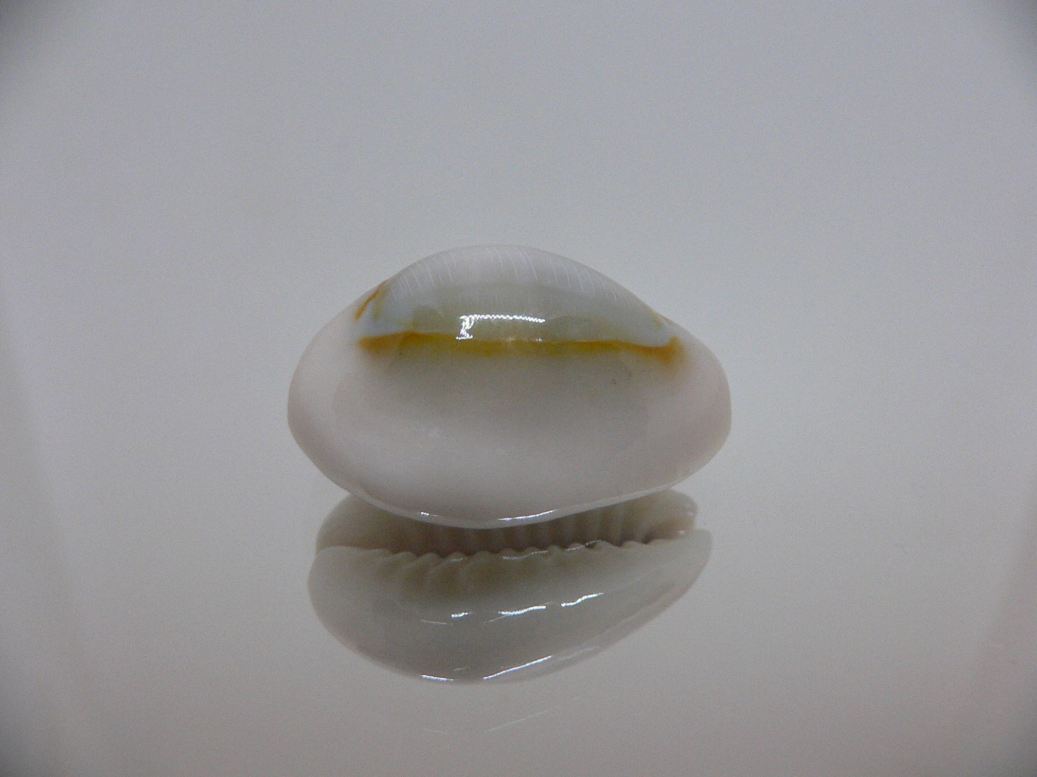 Cypraea annulus noumeensis (var.) CALLOUSED & SUPER