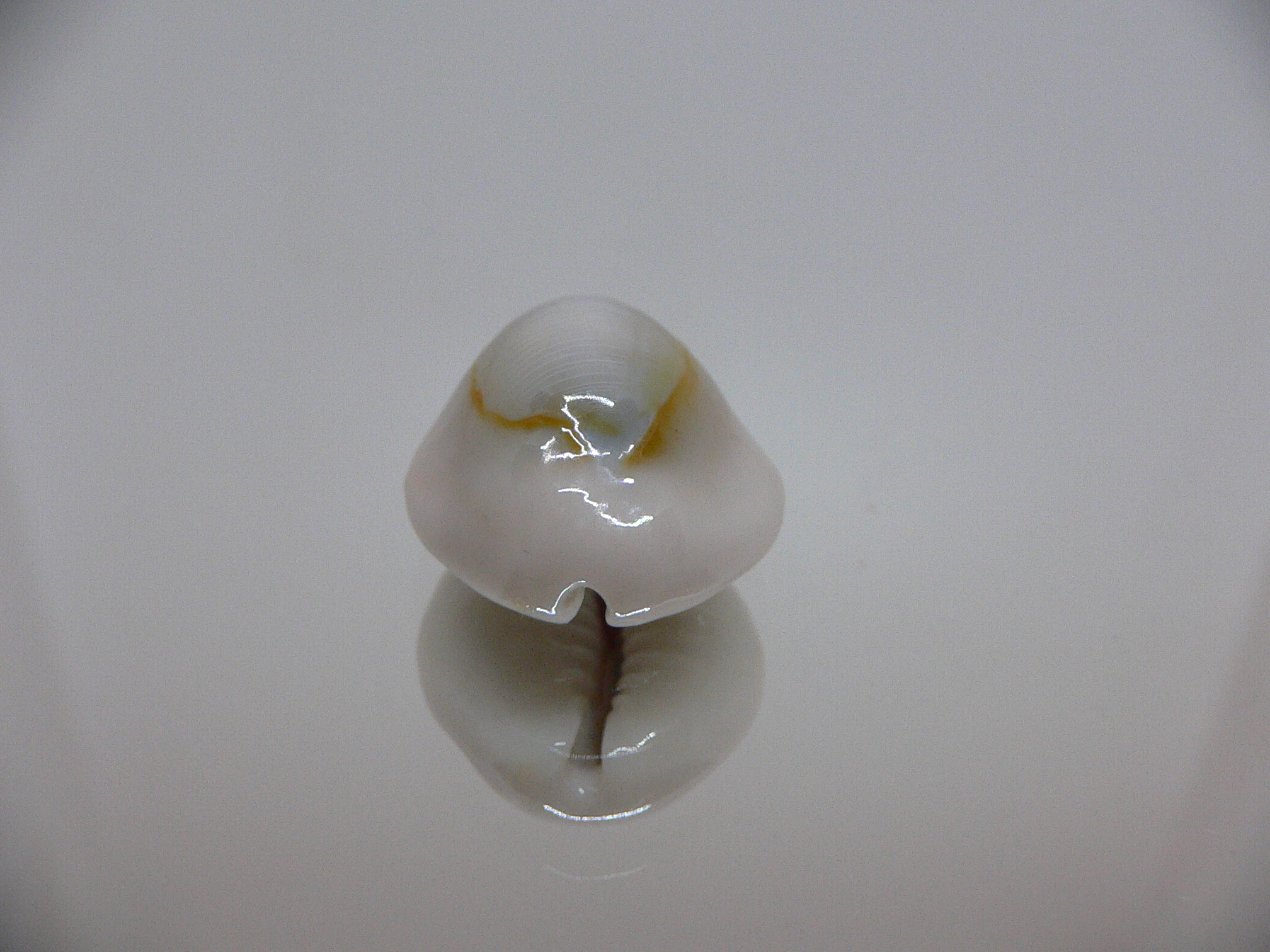 Cypraea annulus noumeensis (var.) CALLOUSED & SUPER