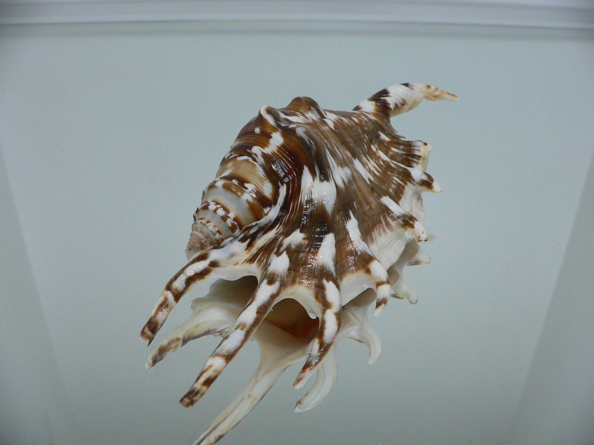 Lambis lambis WHITE LIP