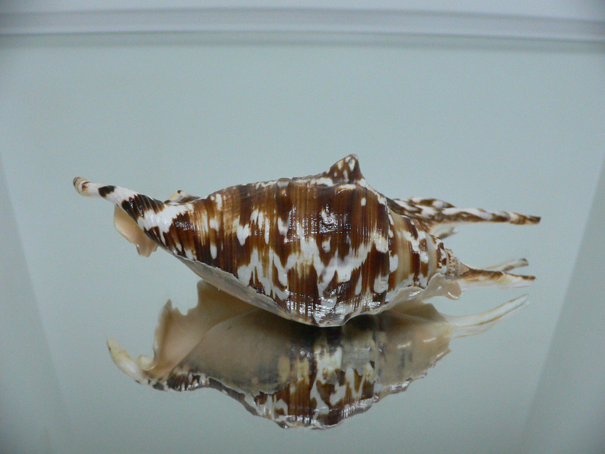 Lambis lambis WHITE LIP