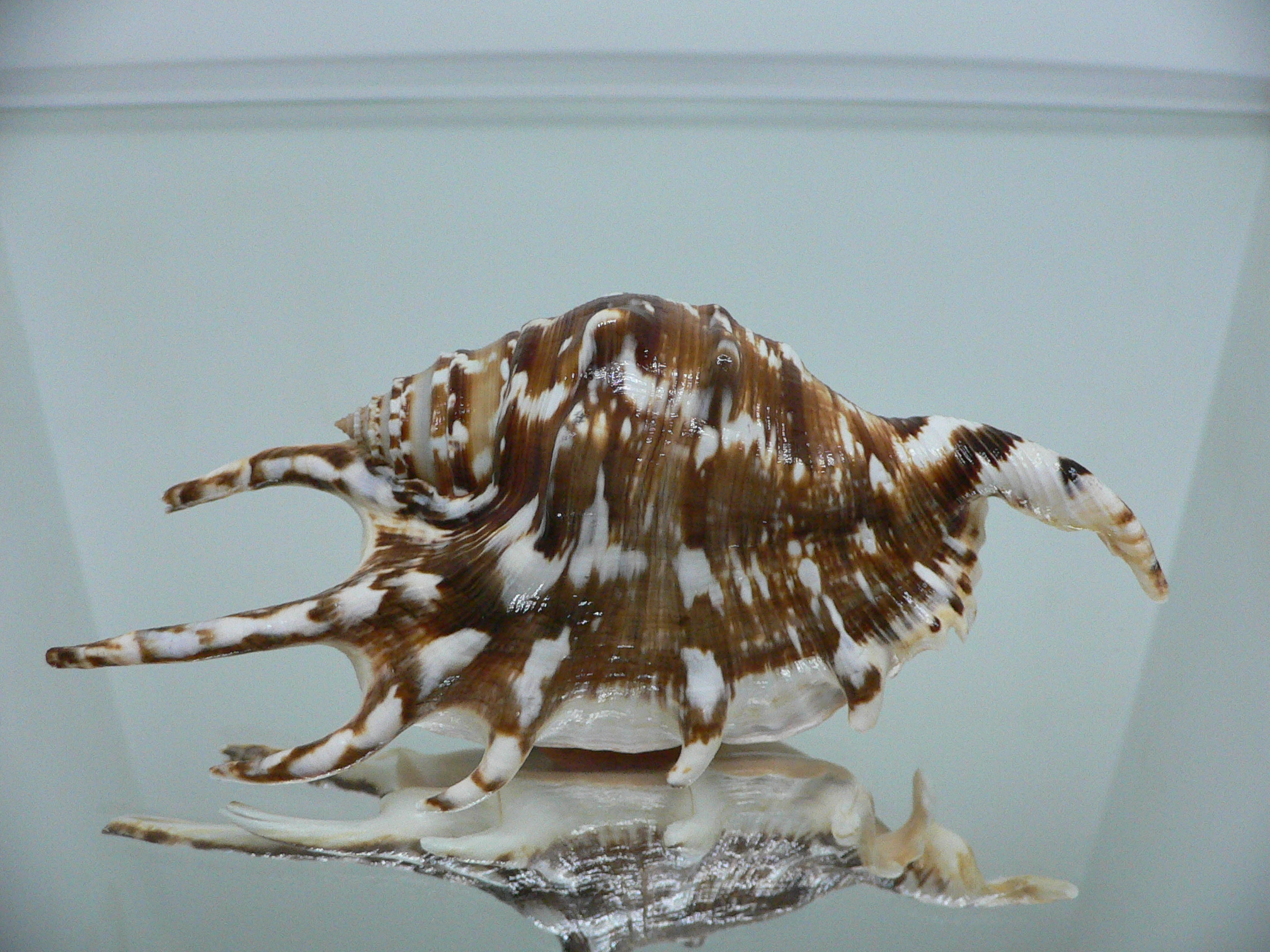 Lambis lambis WHITE LIP