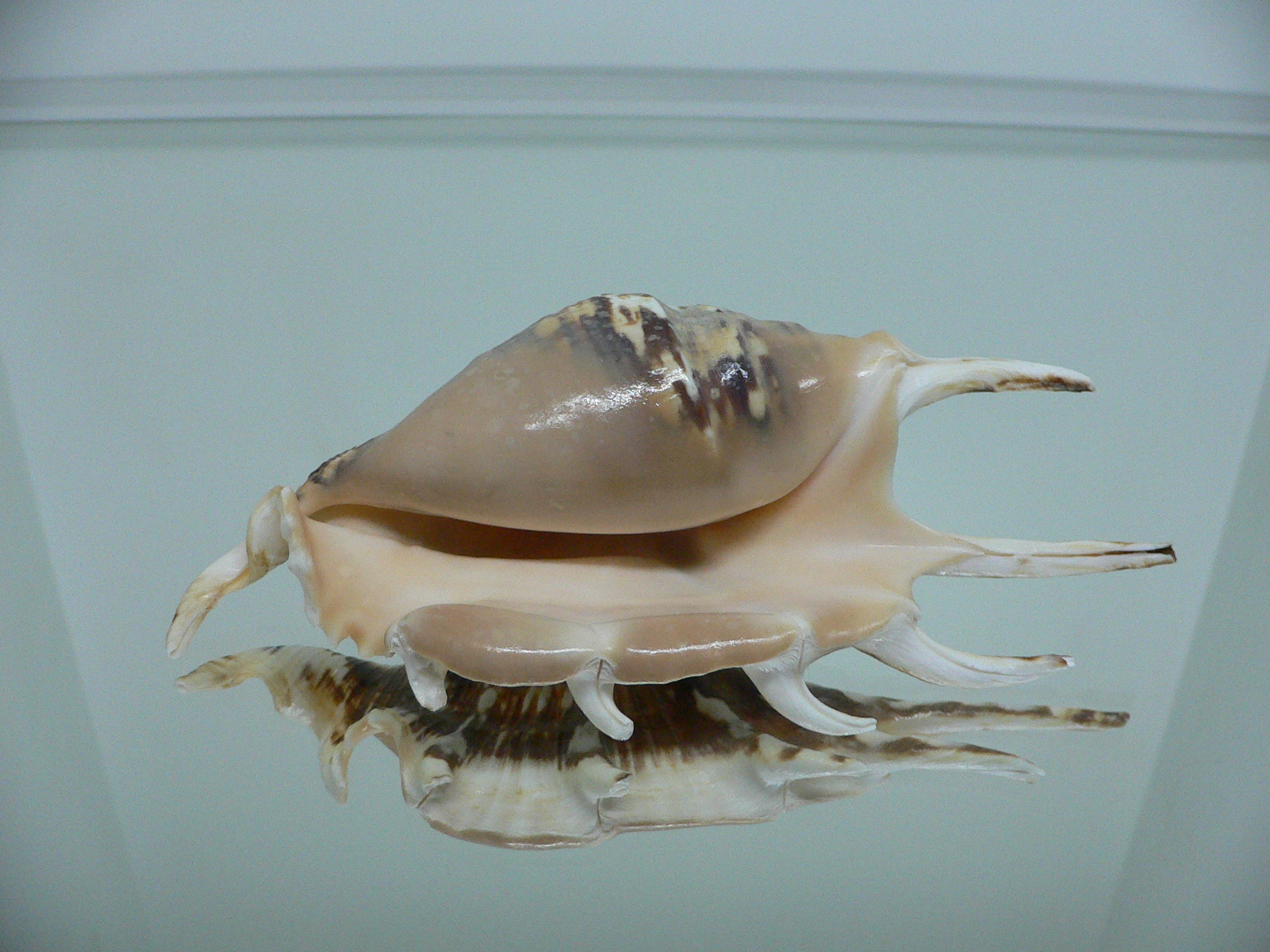 Lambis lambis WHITE LIP