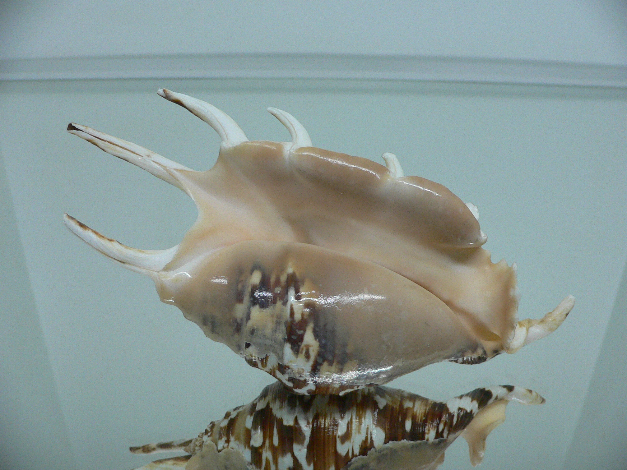 Lambis lambis WHITE LIP