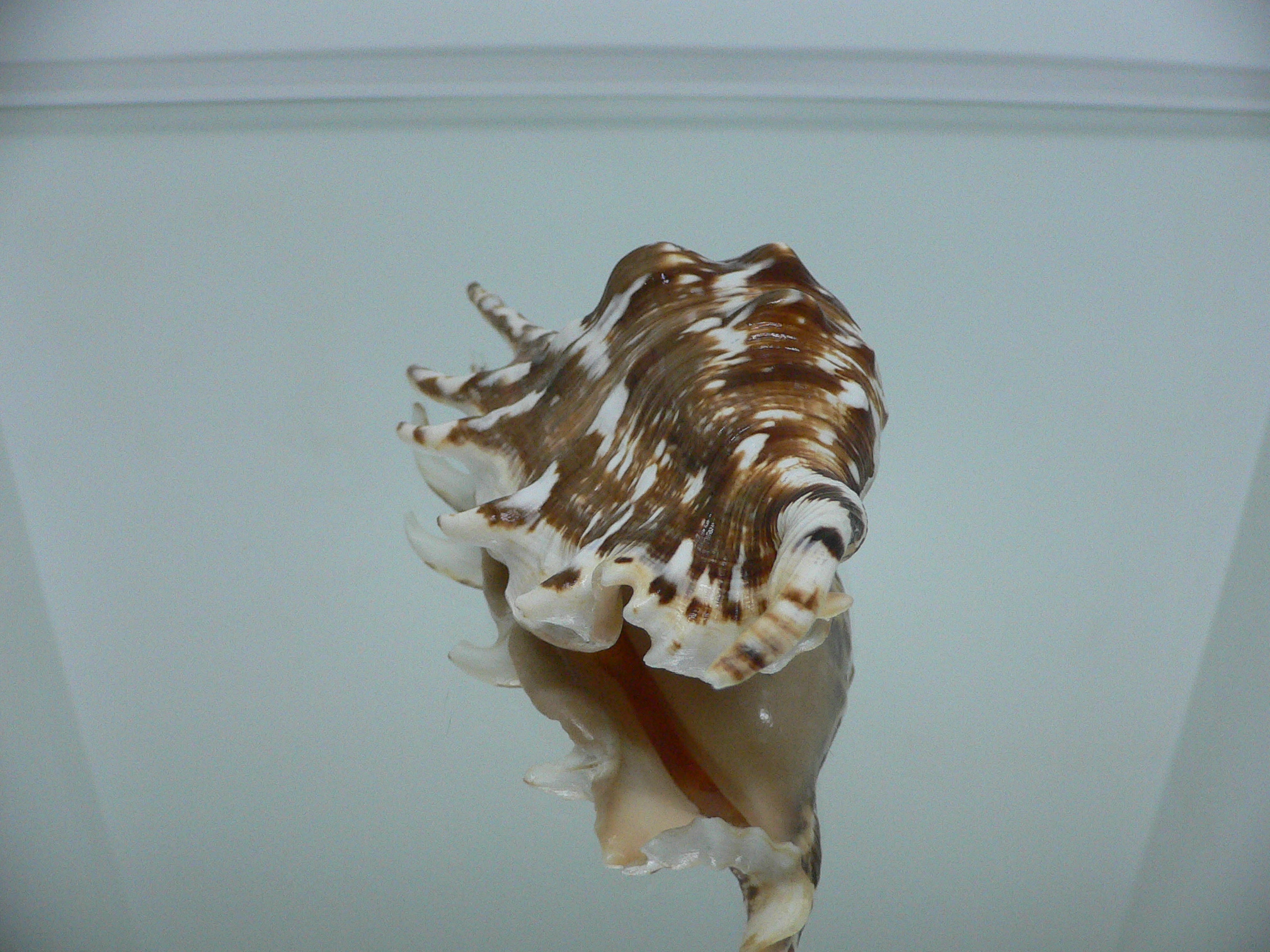 Lambis lambis WHITE LIP