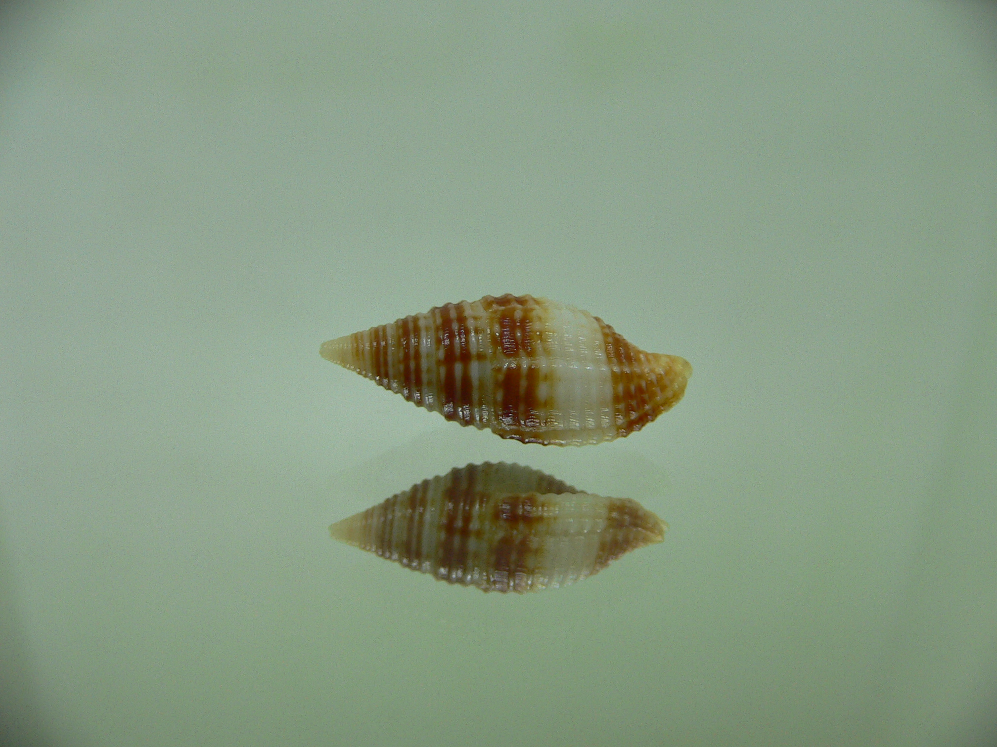 Pseudonebularia lienardi