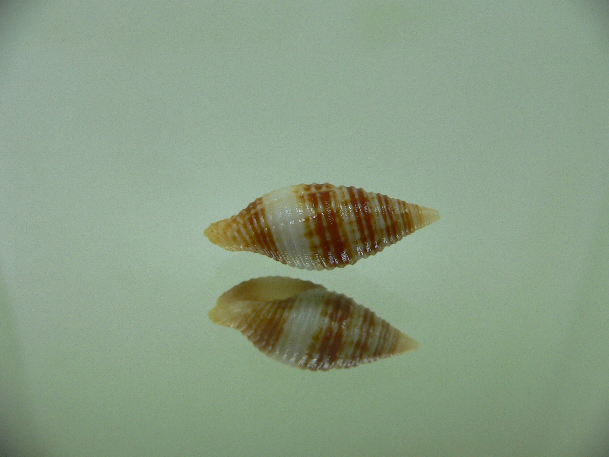 Pseudonebularia lienardi