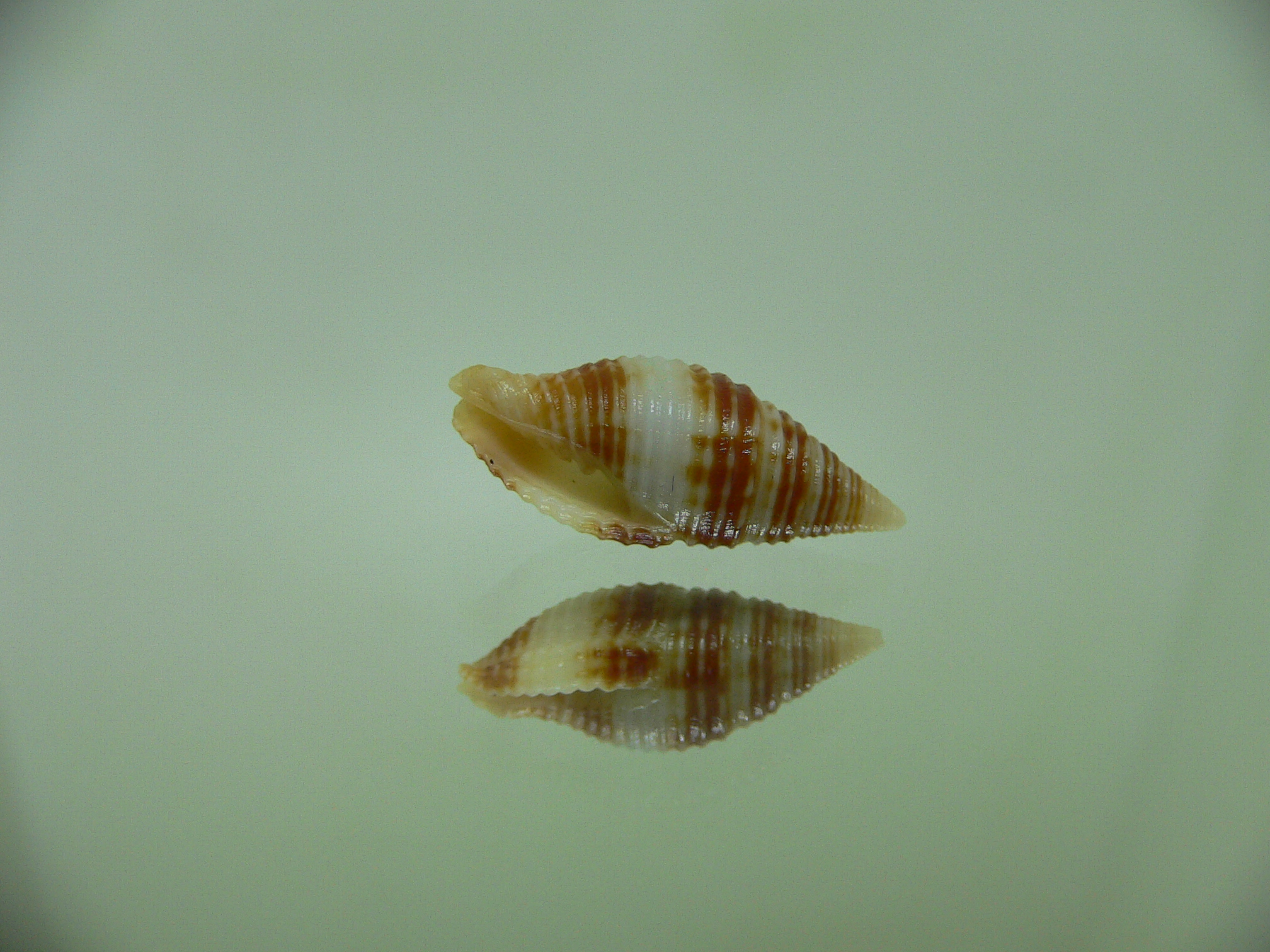 Pseudonebularia lienardi