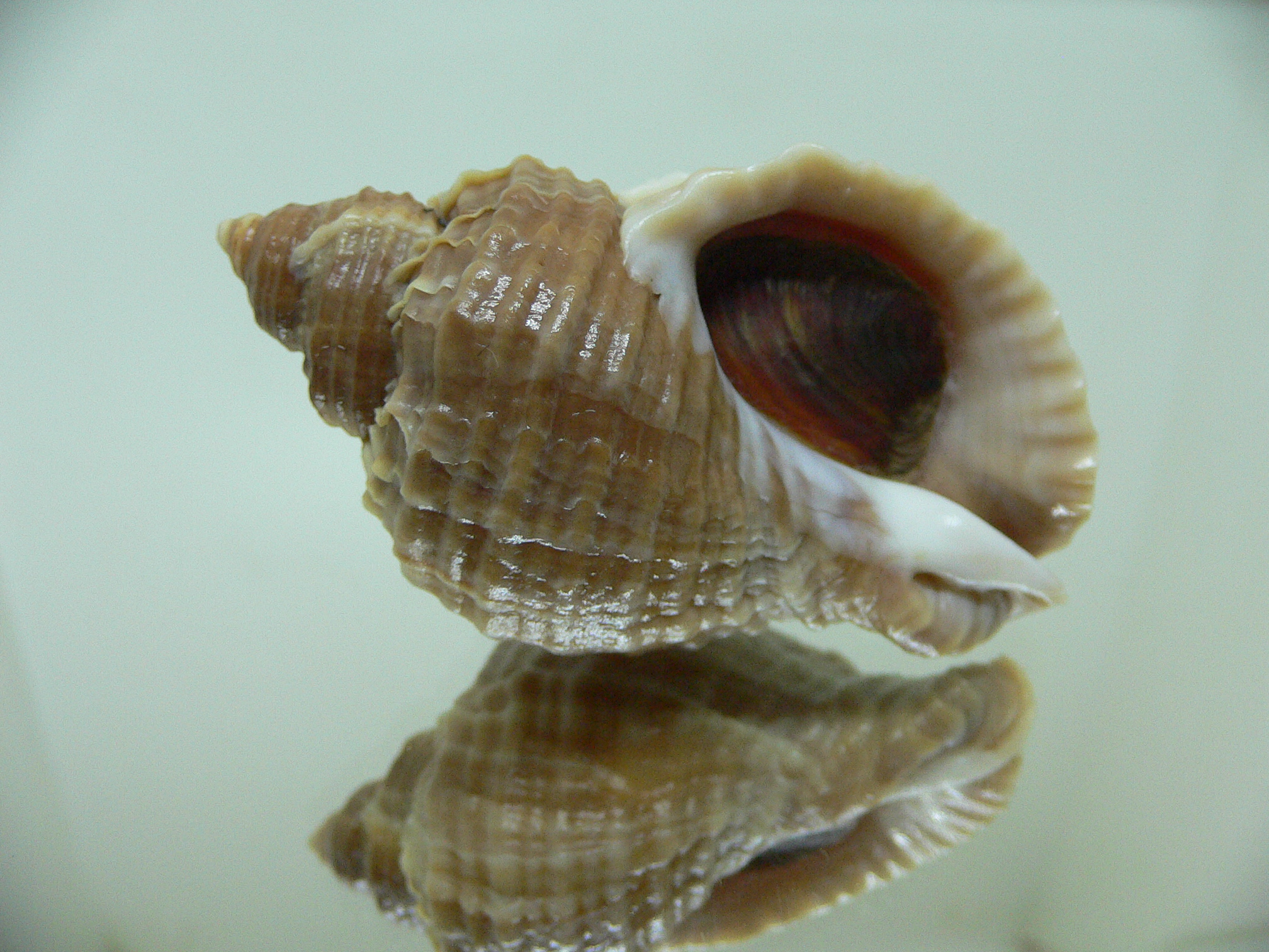 Nucella freycinetii elongata (var.) KILI