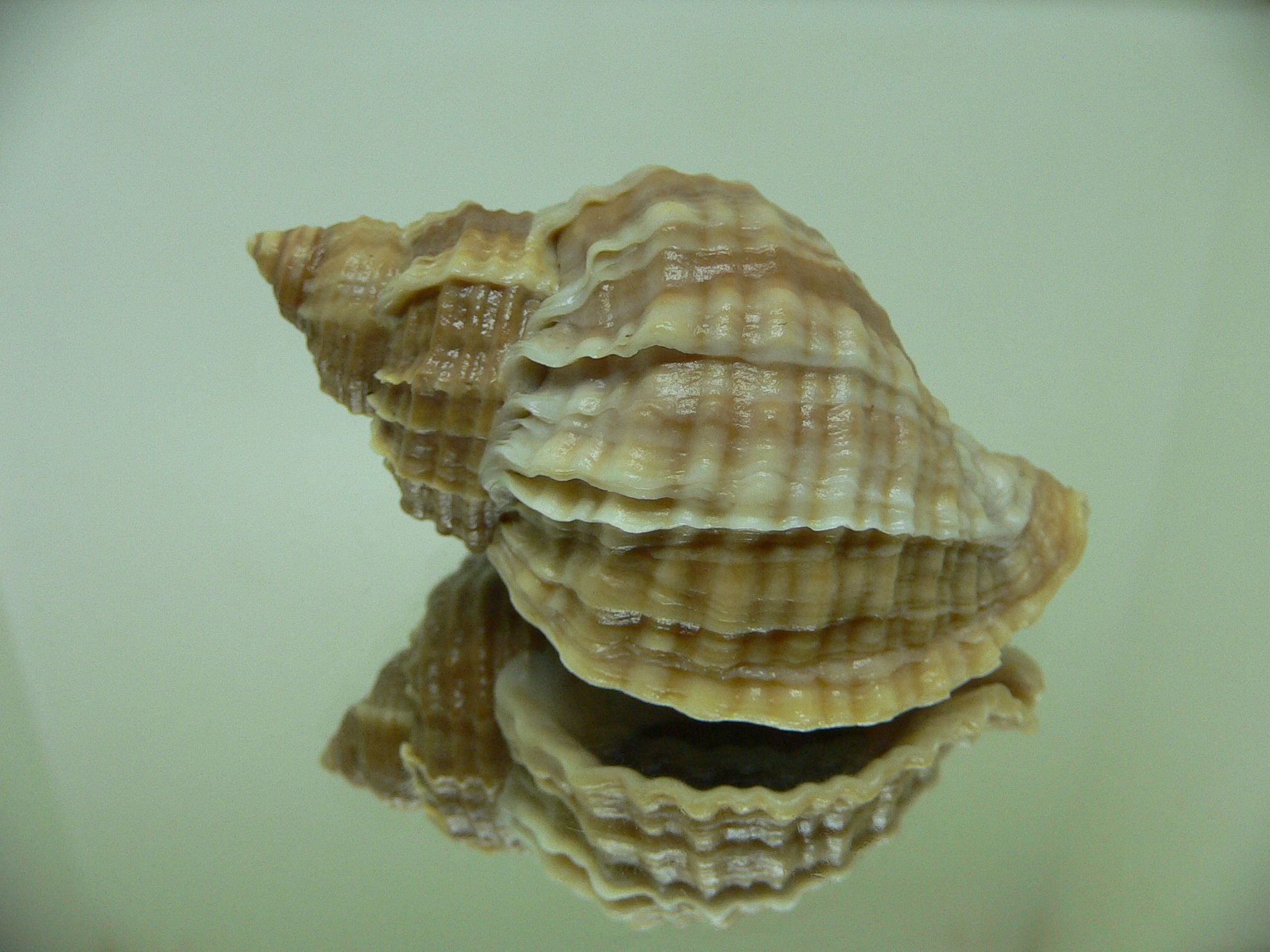 Nucella freycinetii elongata (var.) KILI