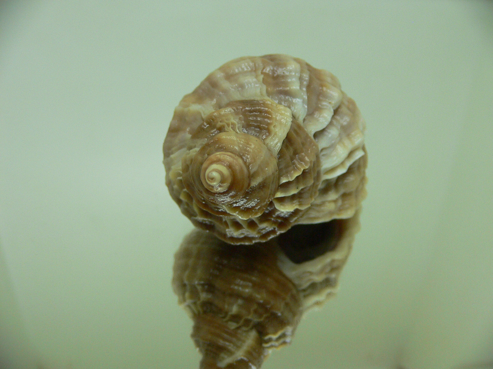 Nucella freycinetii elongata (var.) KILI