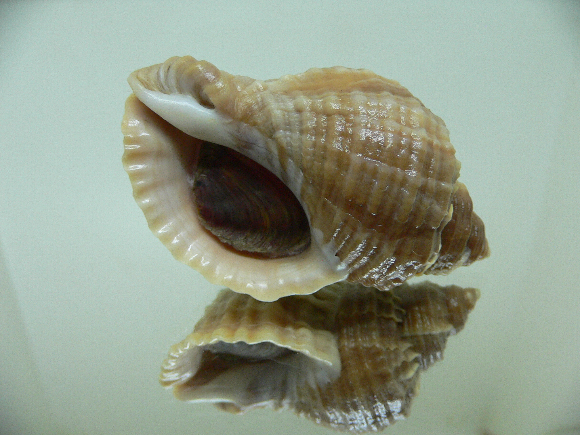 Nucella freycinetii elongata (var.) KILI