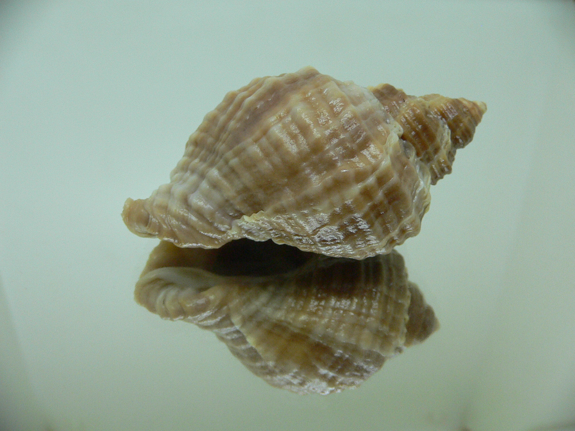 Nucella freycinetii elongata (var.) KILI