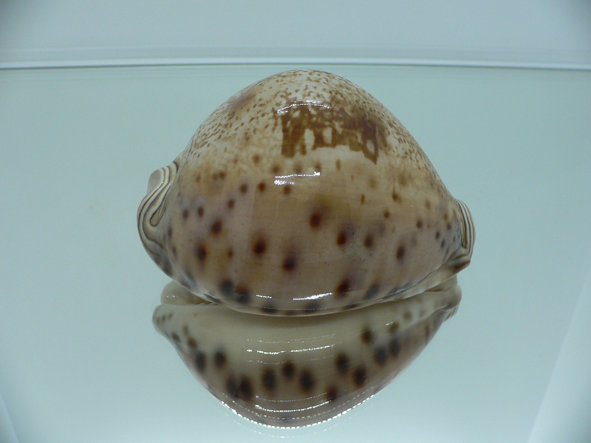 Cypraea valentia BIG