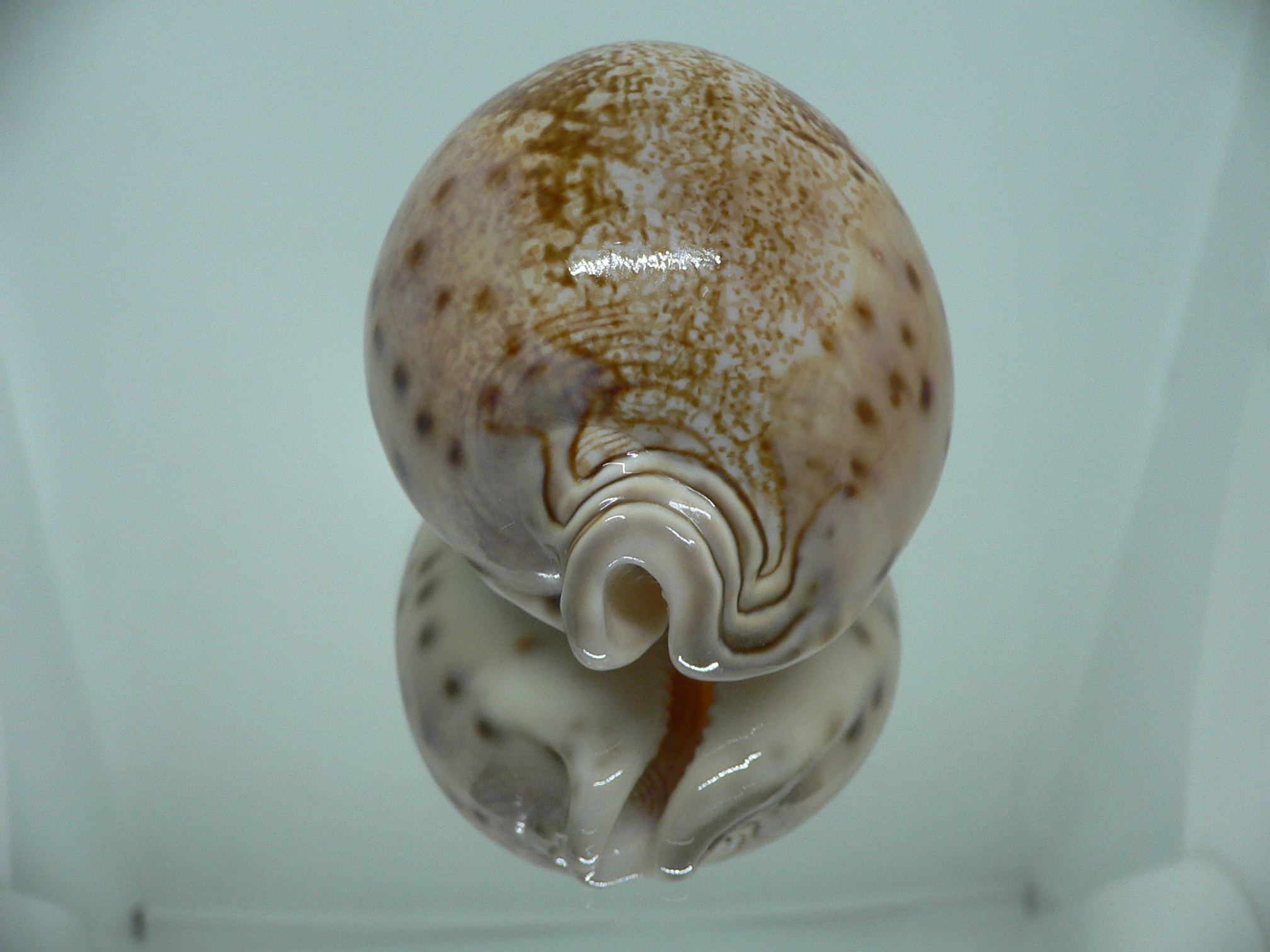 Cypraea valentia