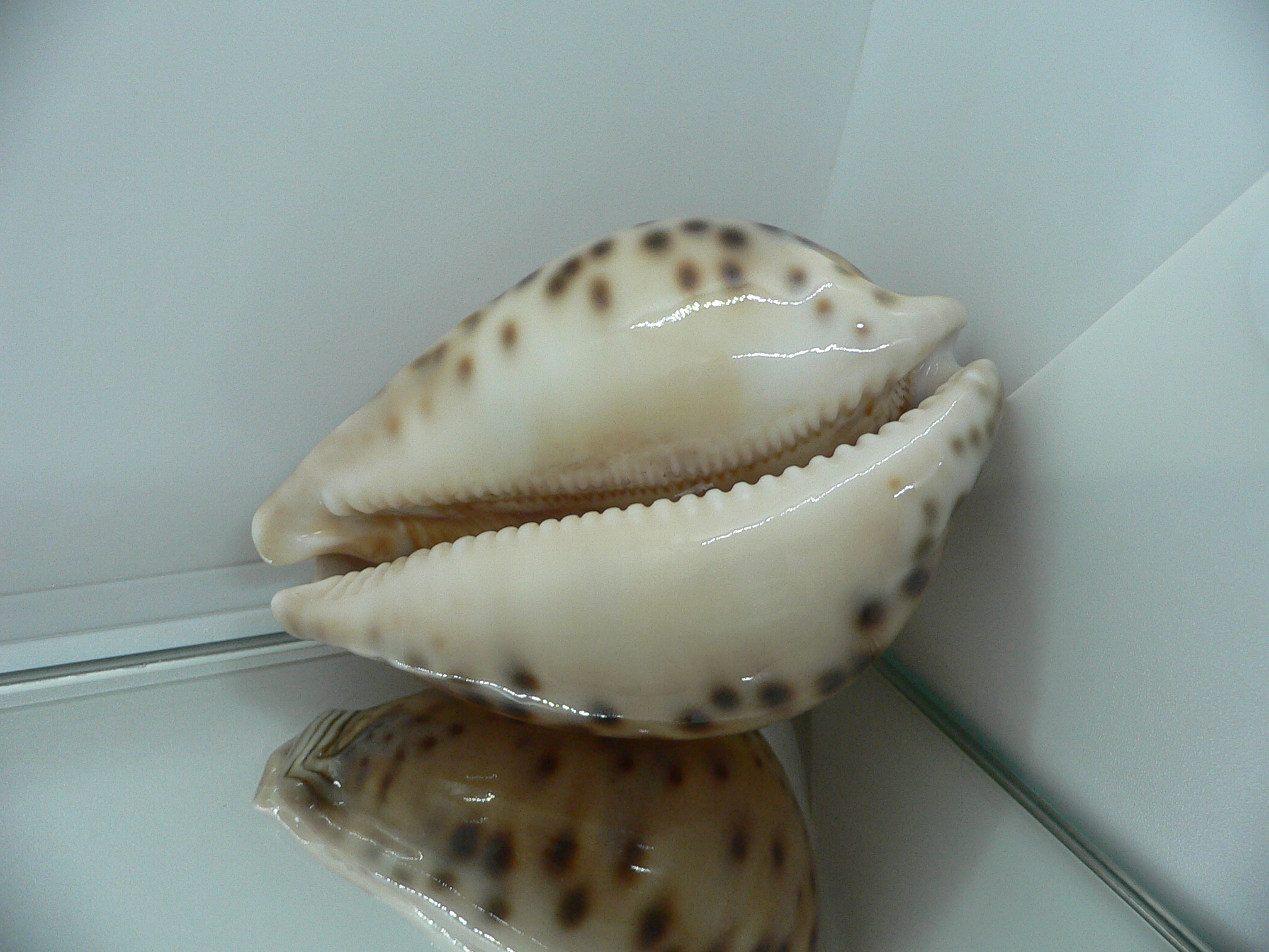 Cypraea valentia BIG