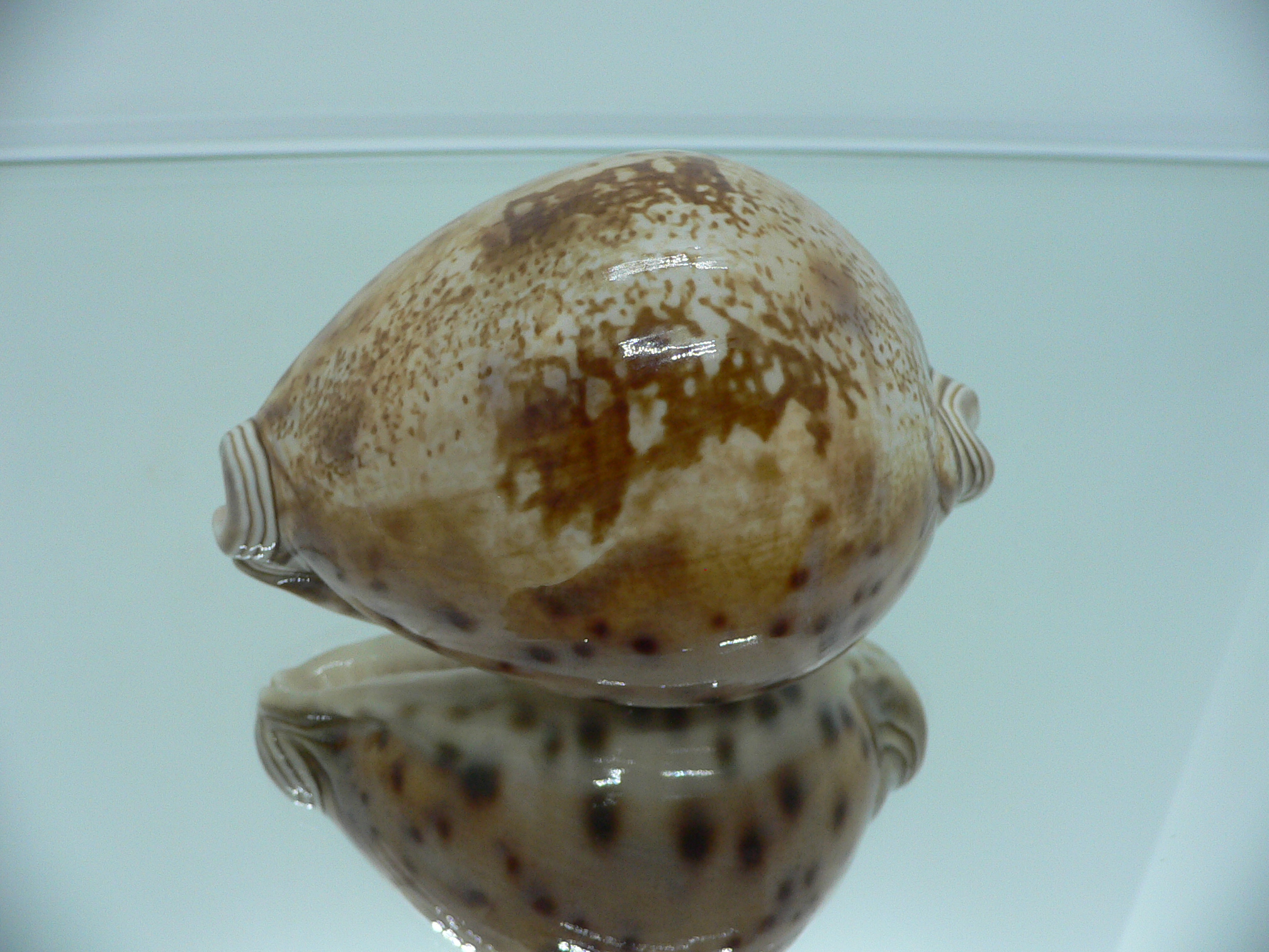 Cypraea valentia BIG