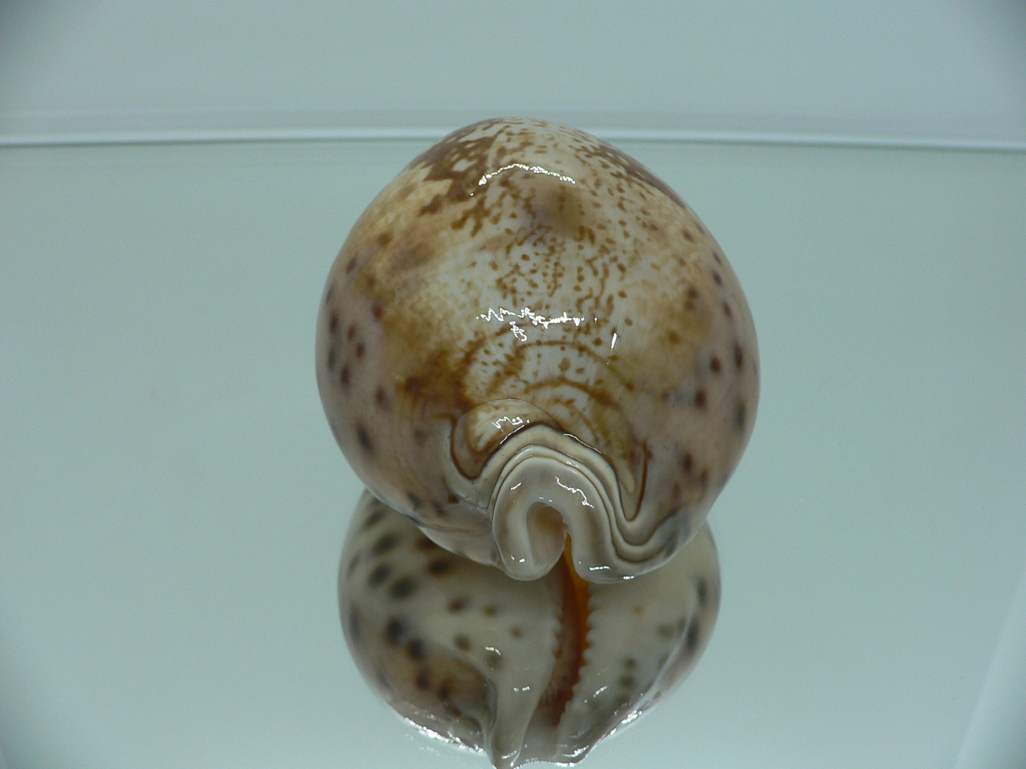 Cypraea valentia BIG
