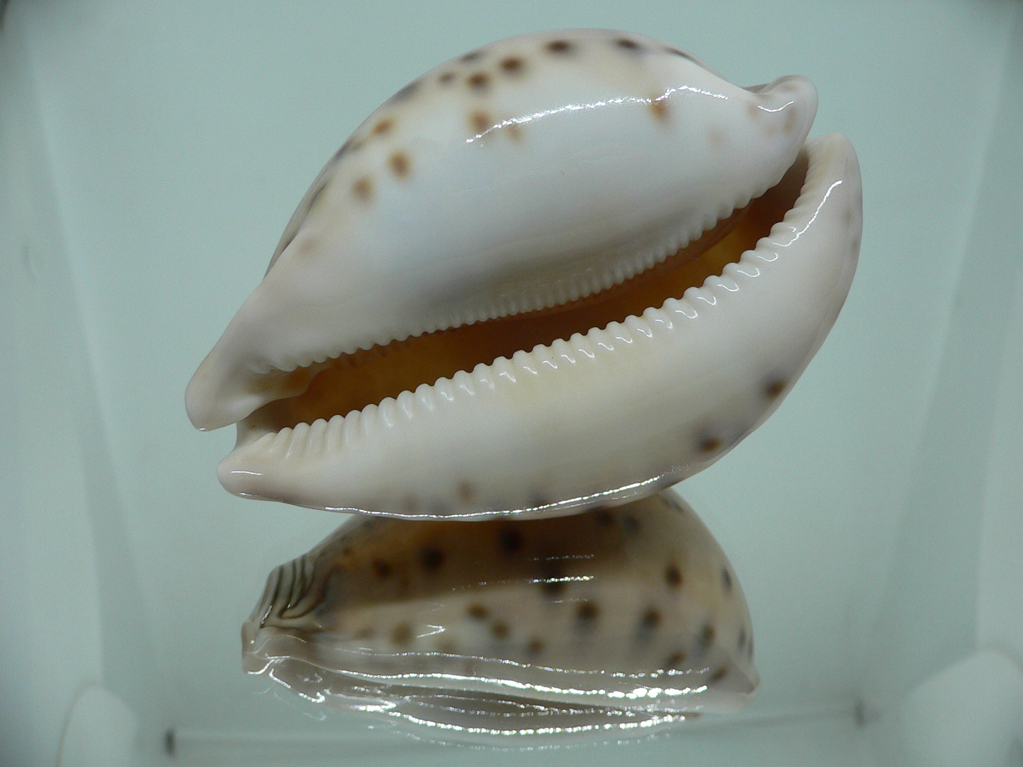 Cypraea valentia