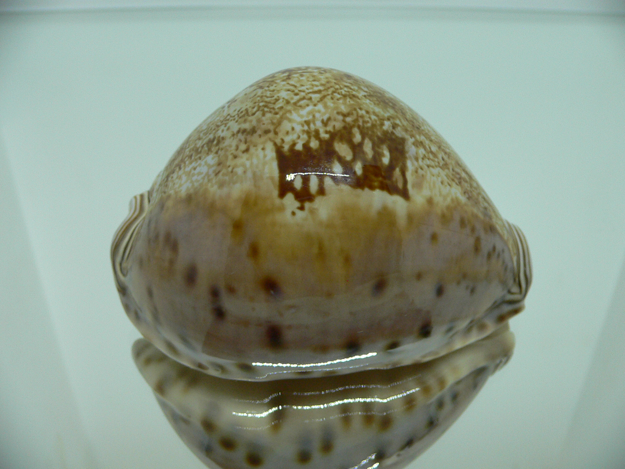 Cypraea valentia