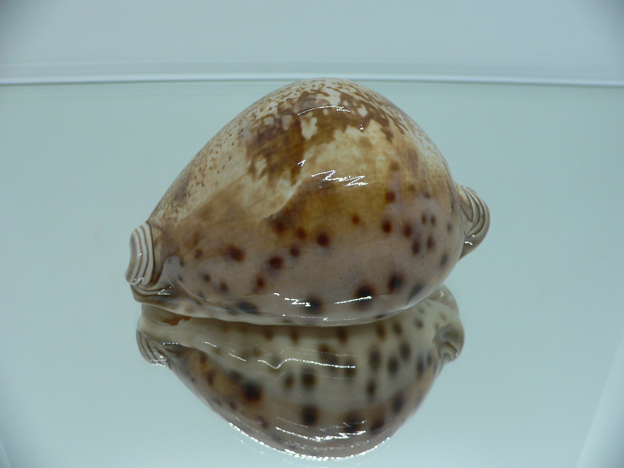 Cypraea valentia BIG