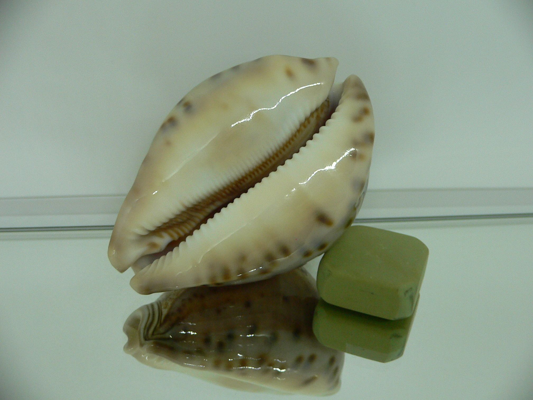Cypraea valentia