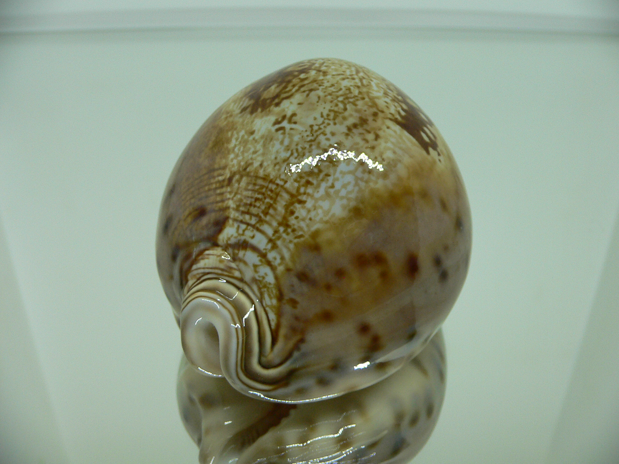 Cypraea valentia