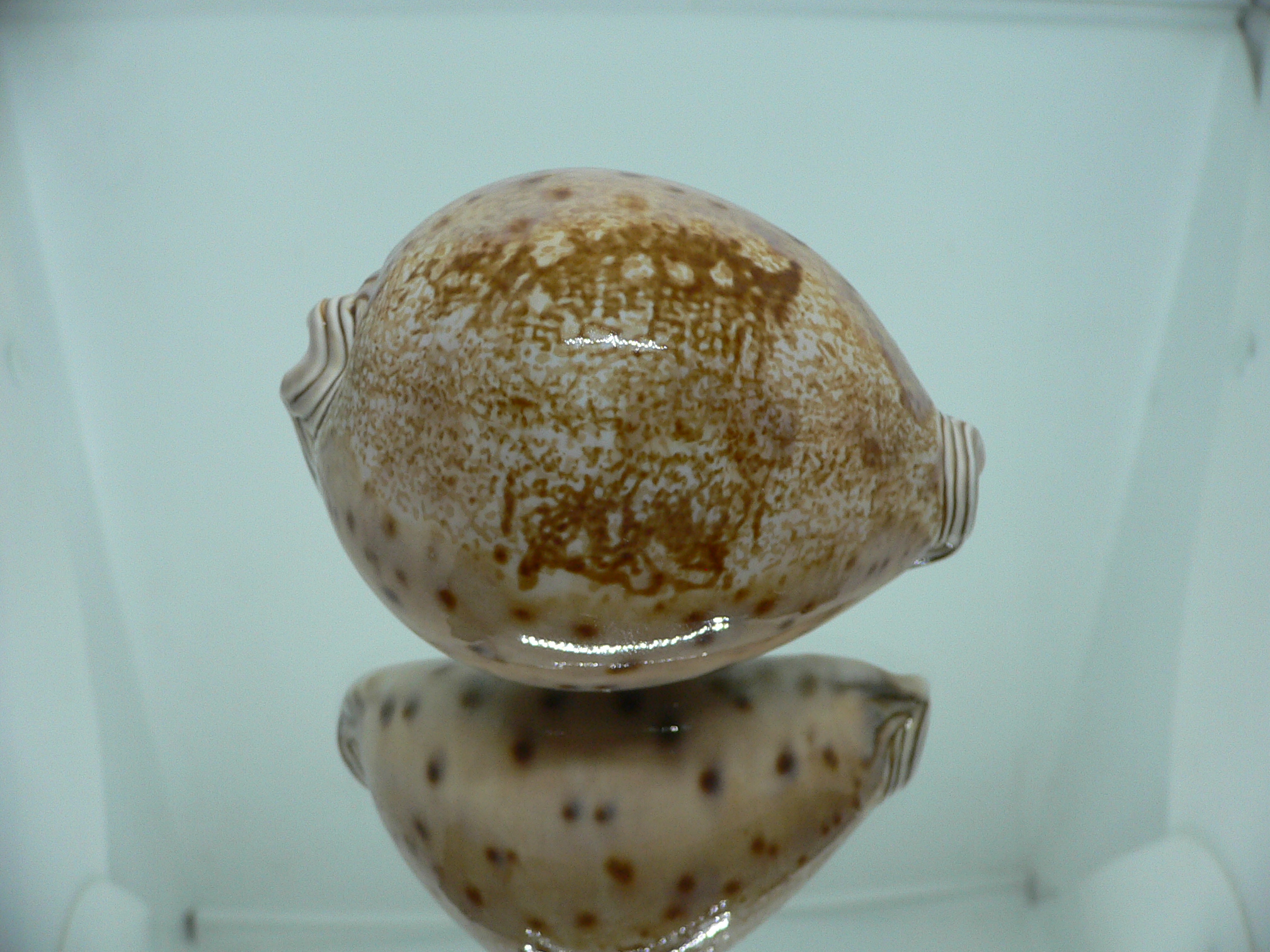 Cypraea valentia