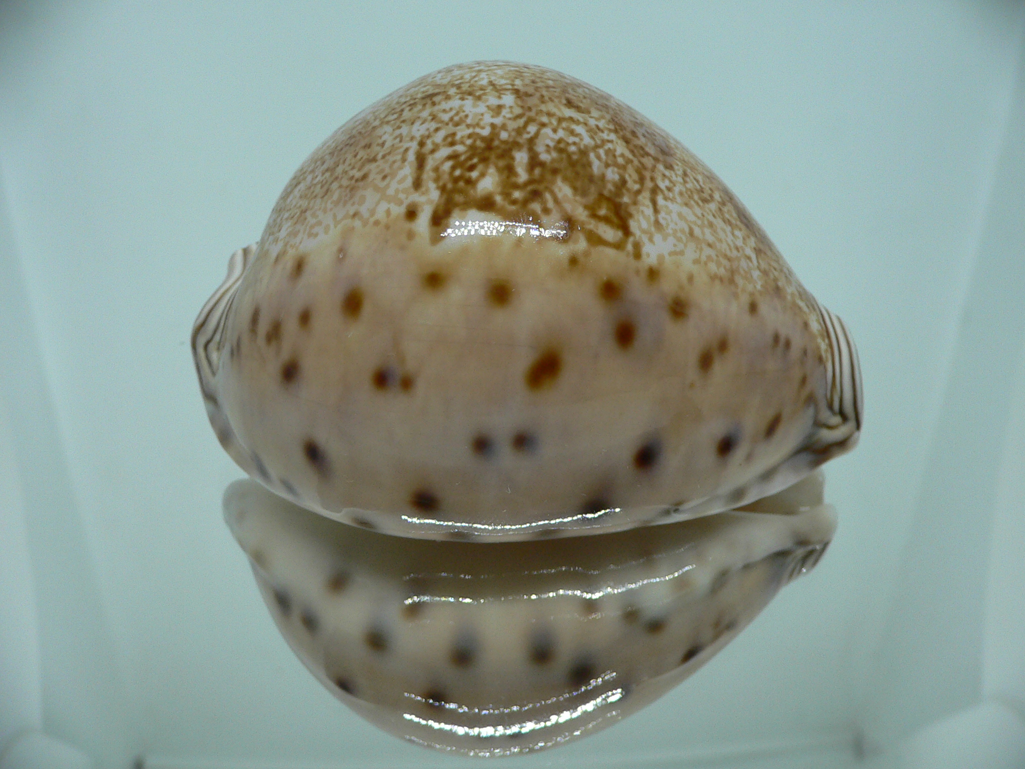 Cypraea valentia