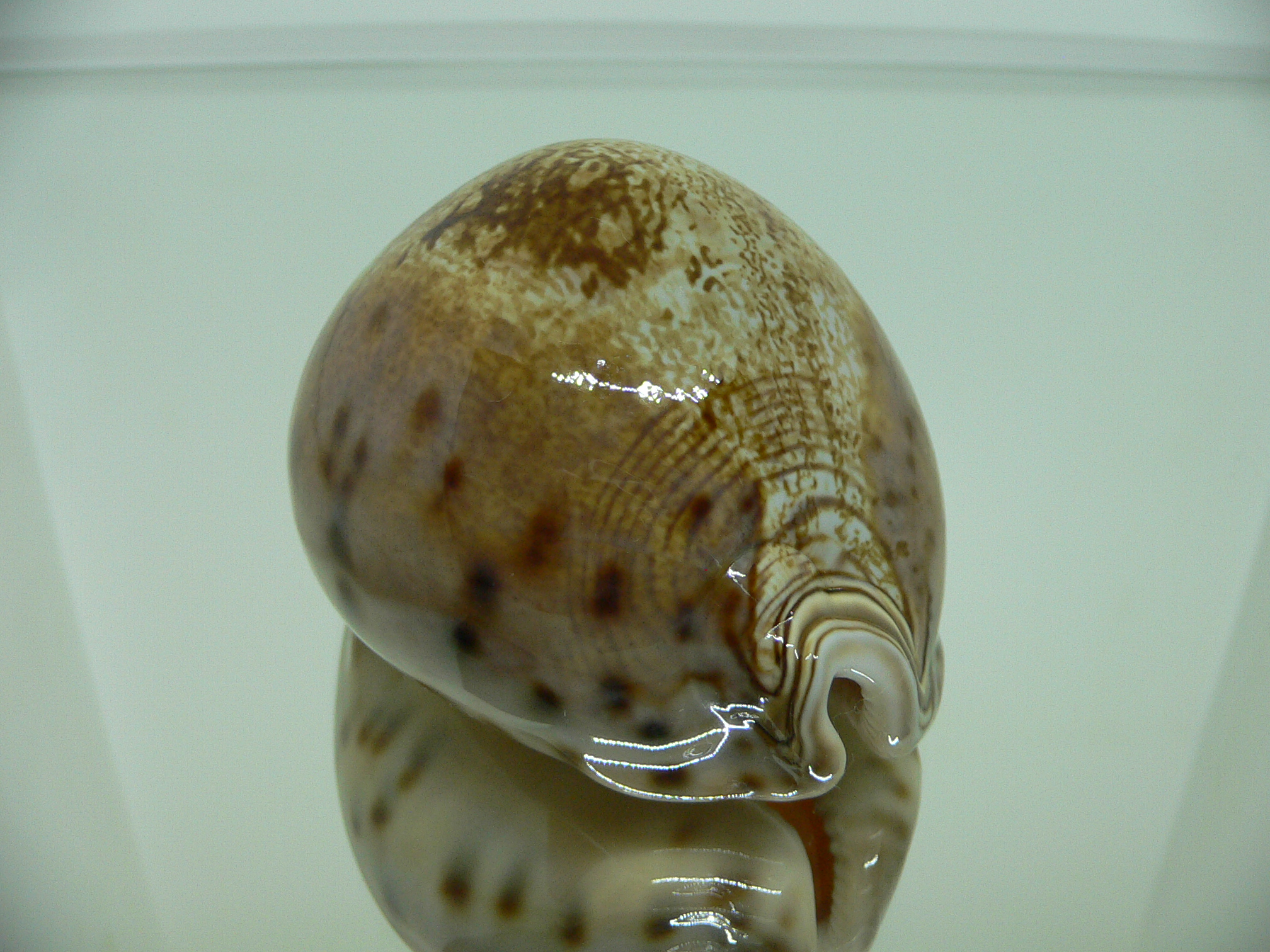 Cypraea valentia