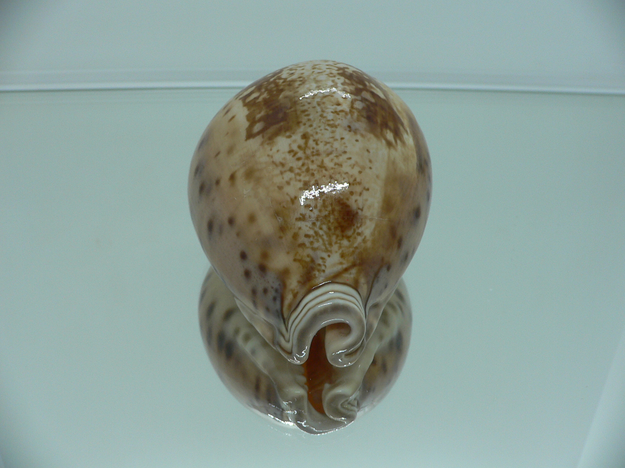 Cypraea valentia BIG