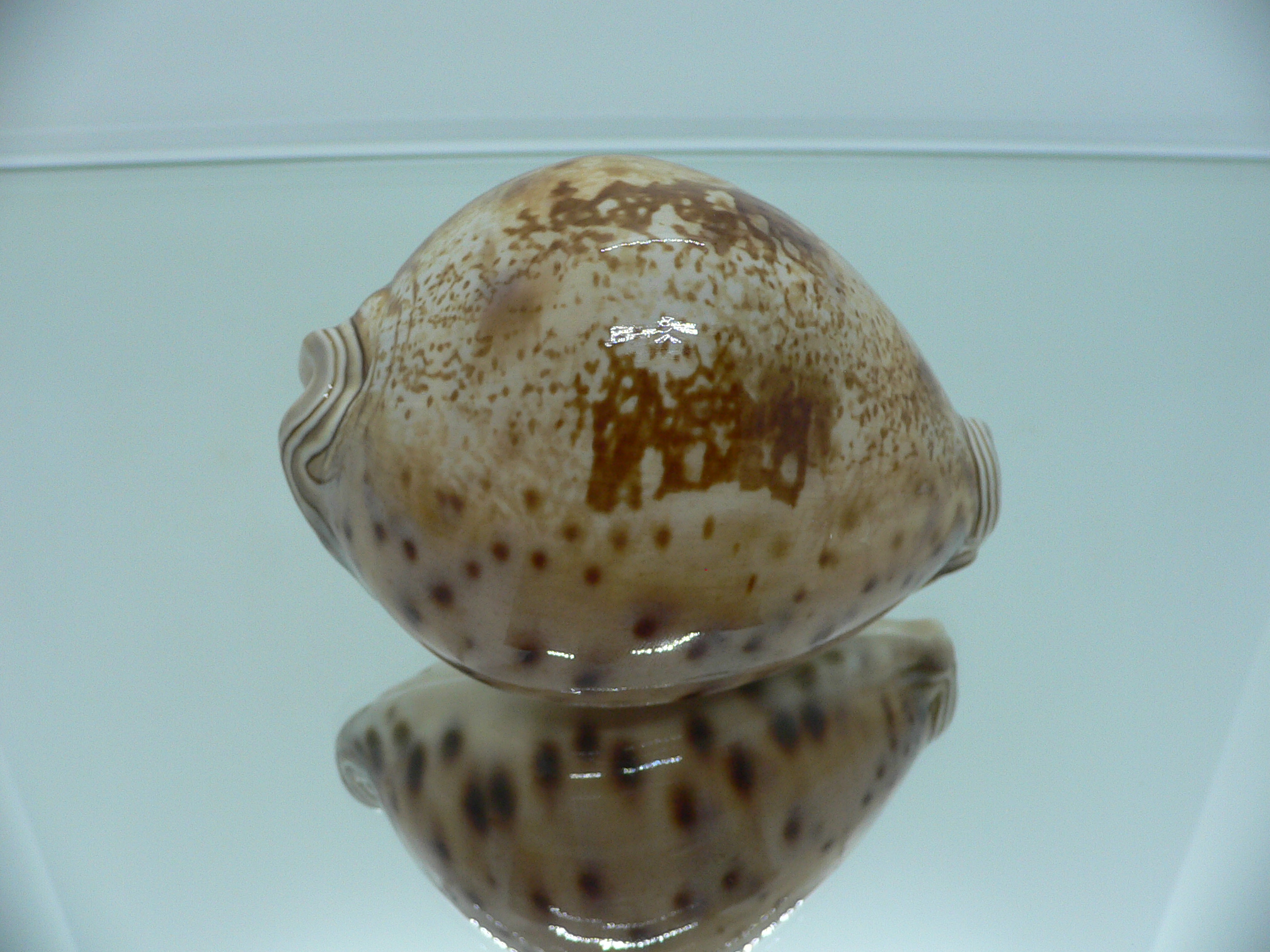 Cypraea valentia BIG