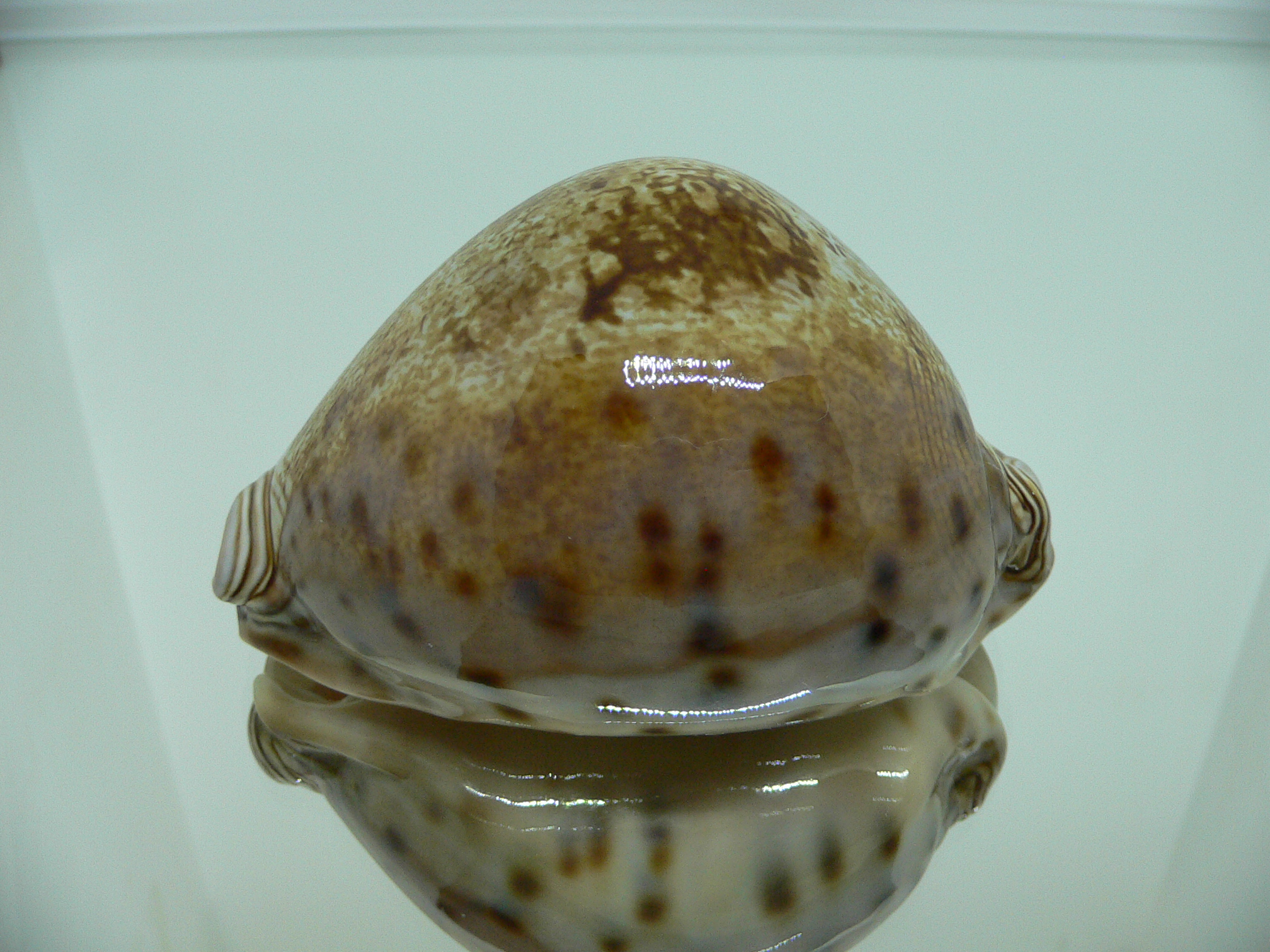 Cypraea valentia