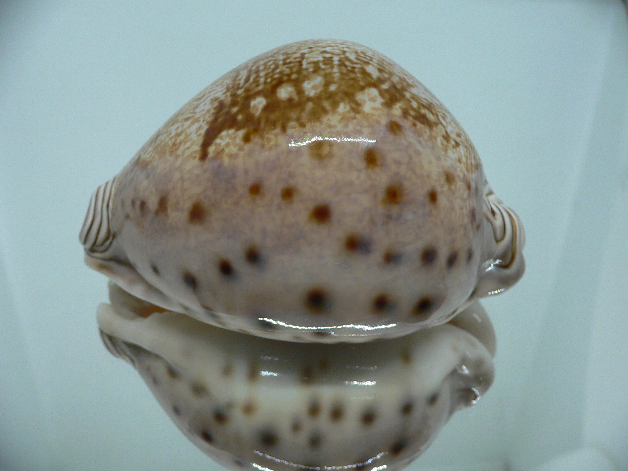 Cypraea valentia