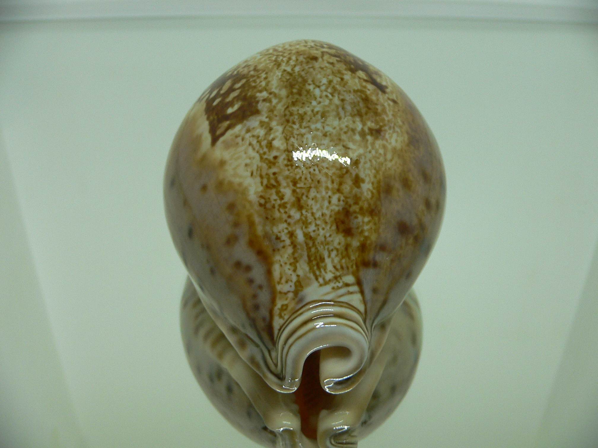 Cypraea valentia
