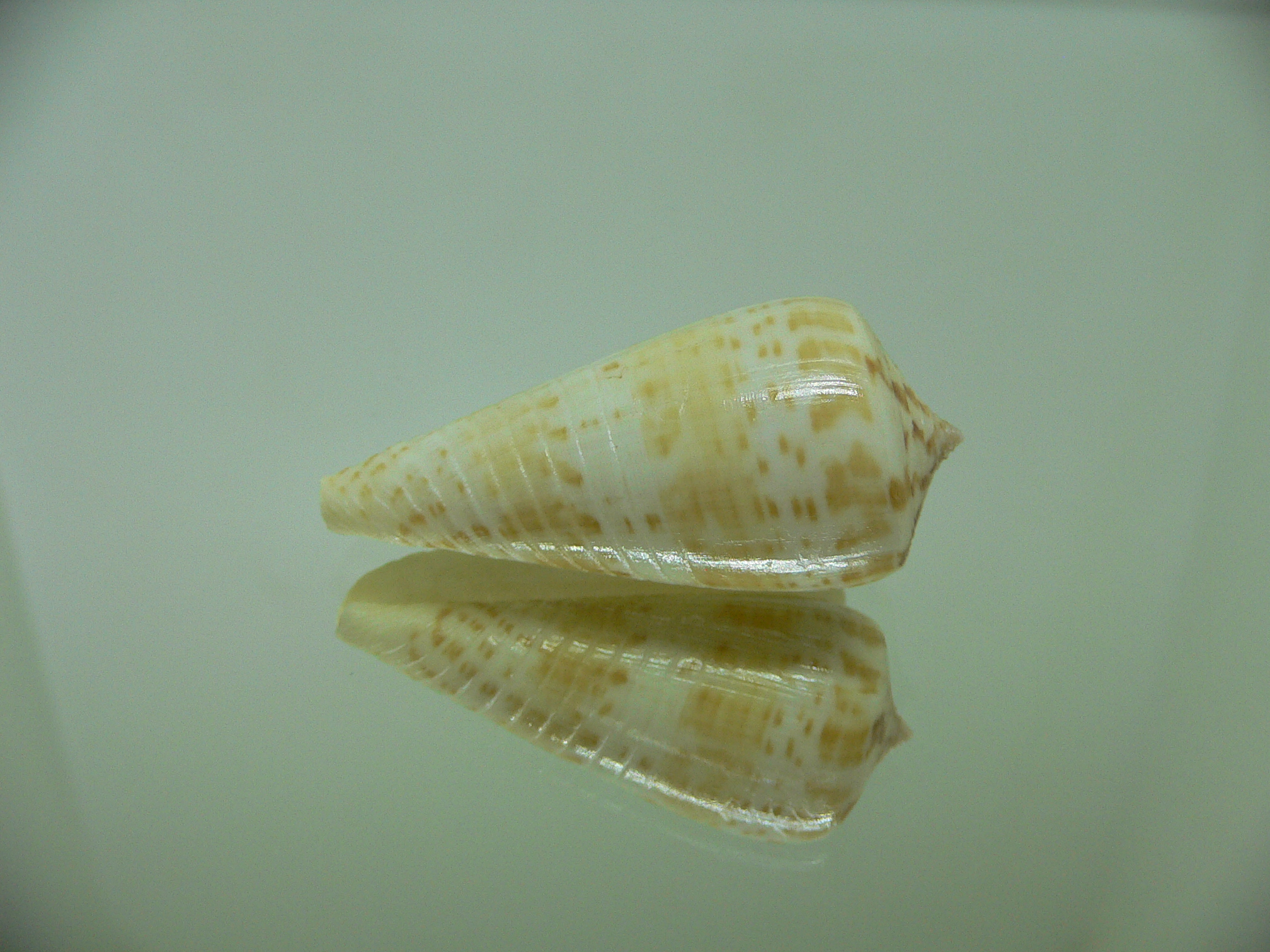 Conus inscriptus maculospira (var.)