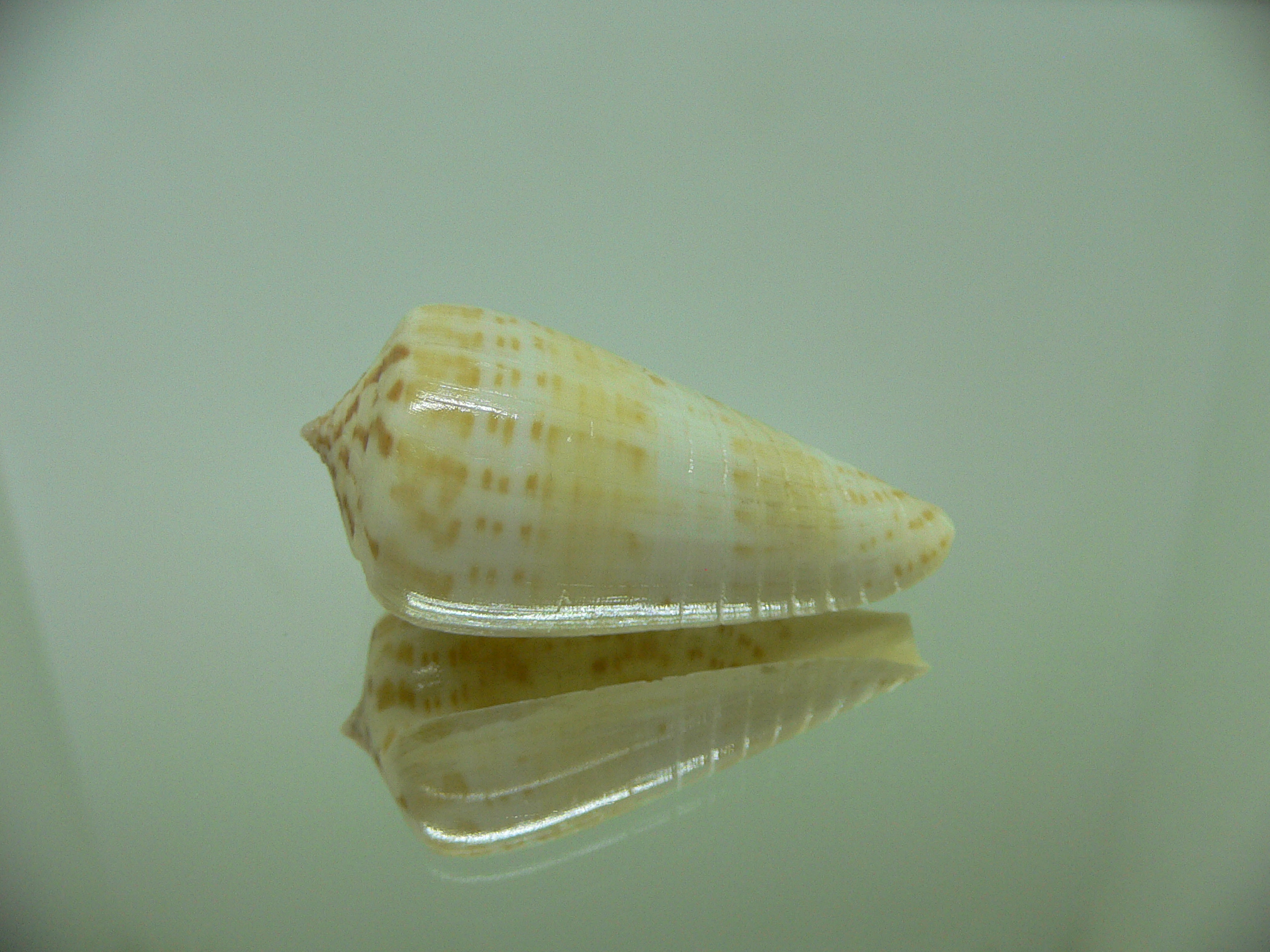 Conus inscriptus maculospira (var.)