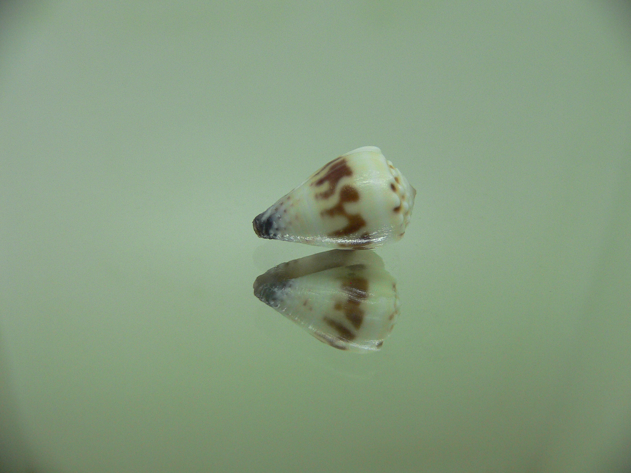 Conus sponsalis