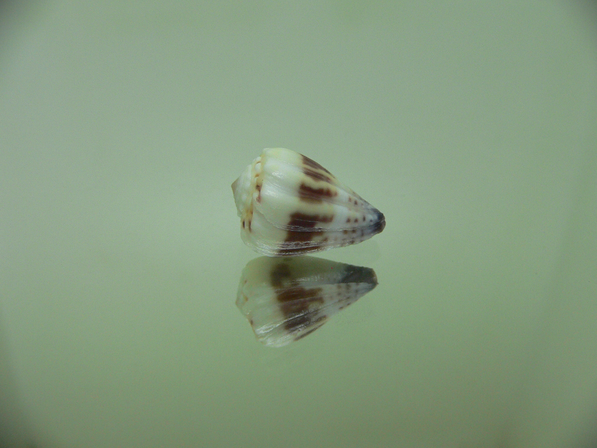 Conus sponsalis