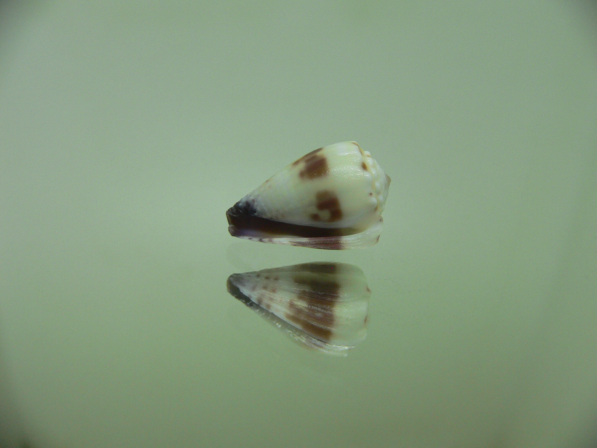 Conus sponsalis