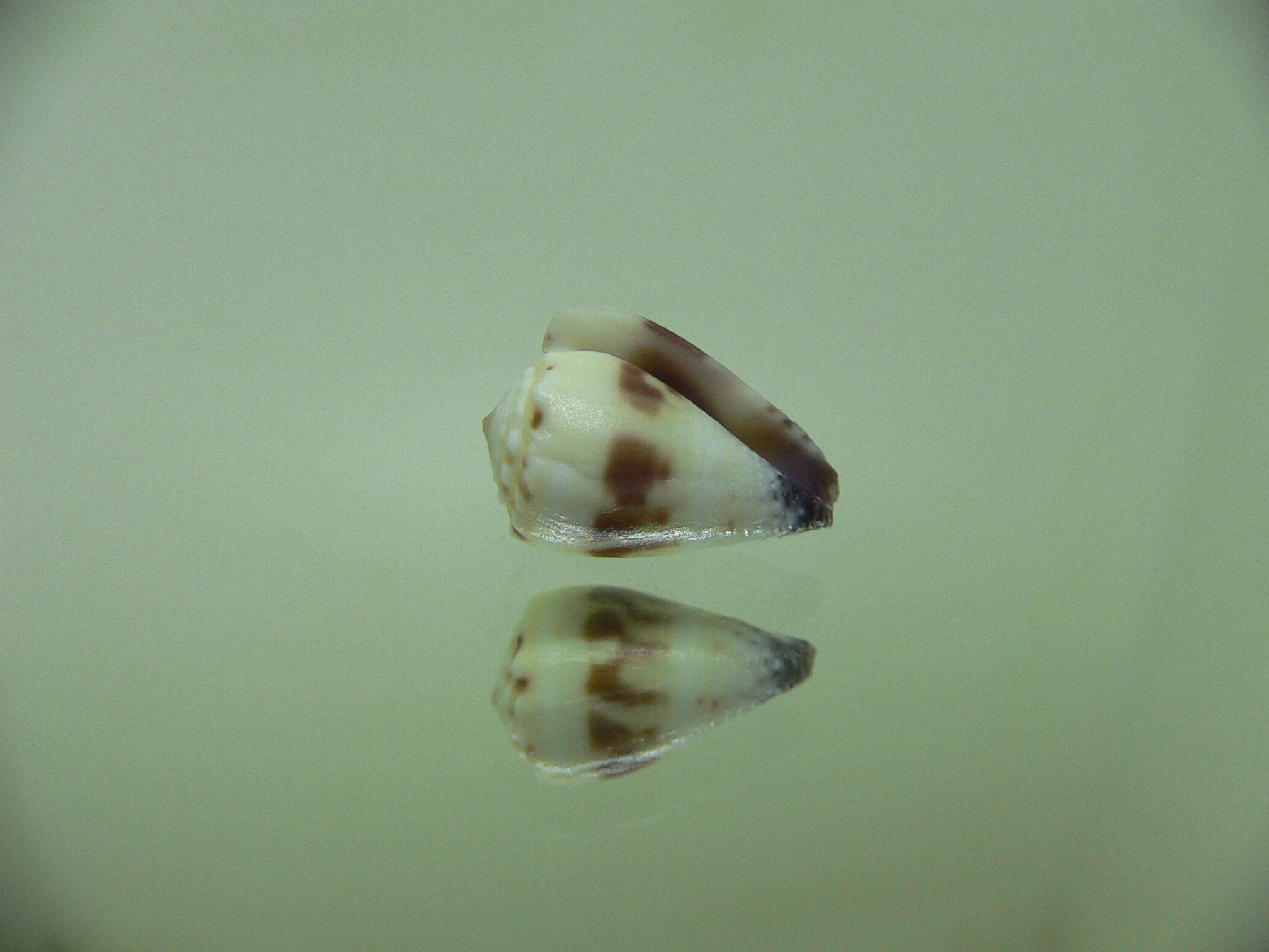 Conus sponsalis