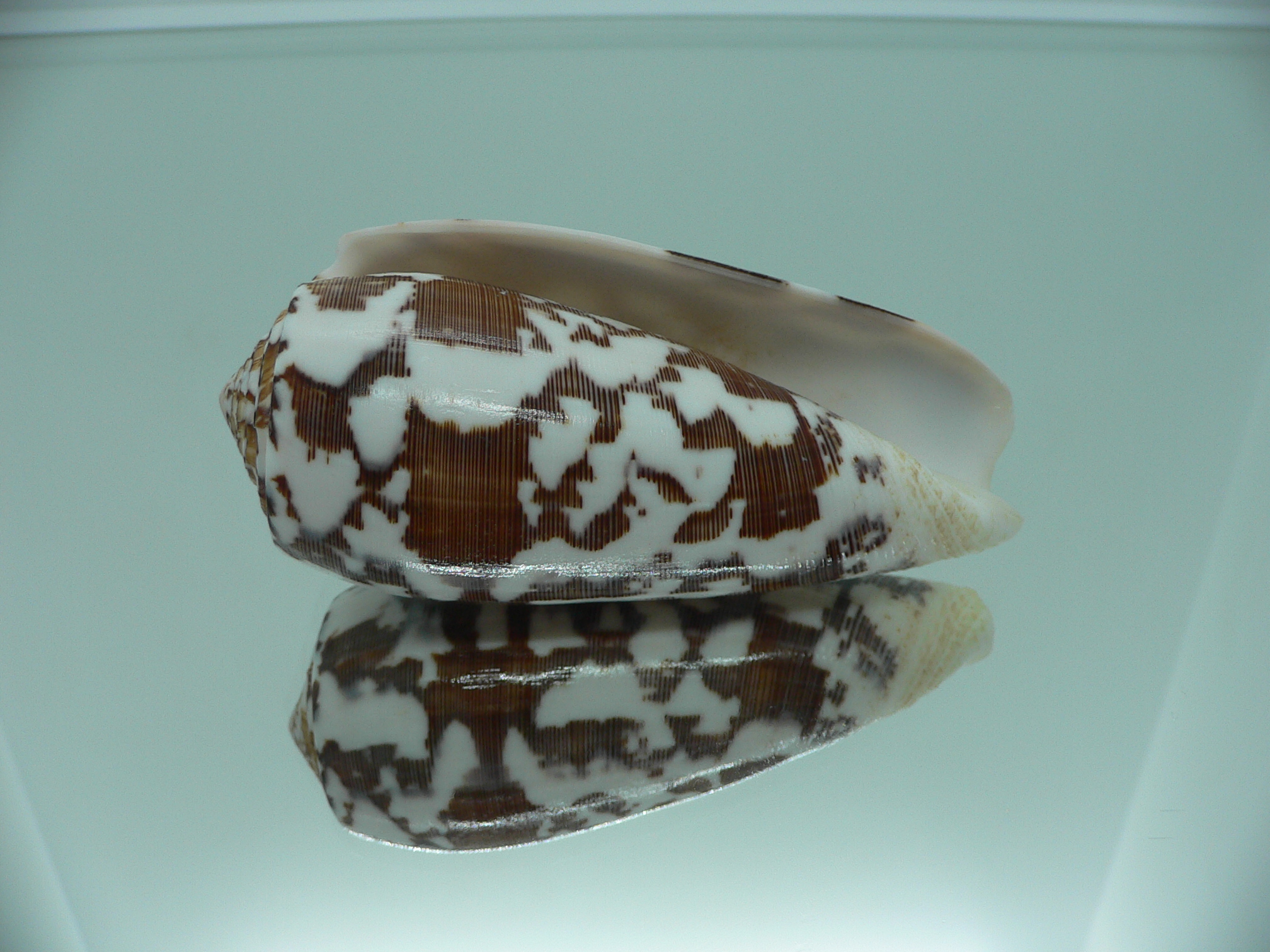 Conus striatus DARK