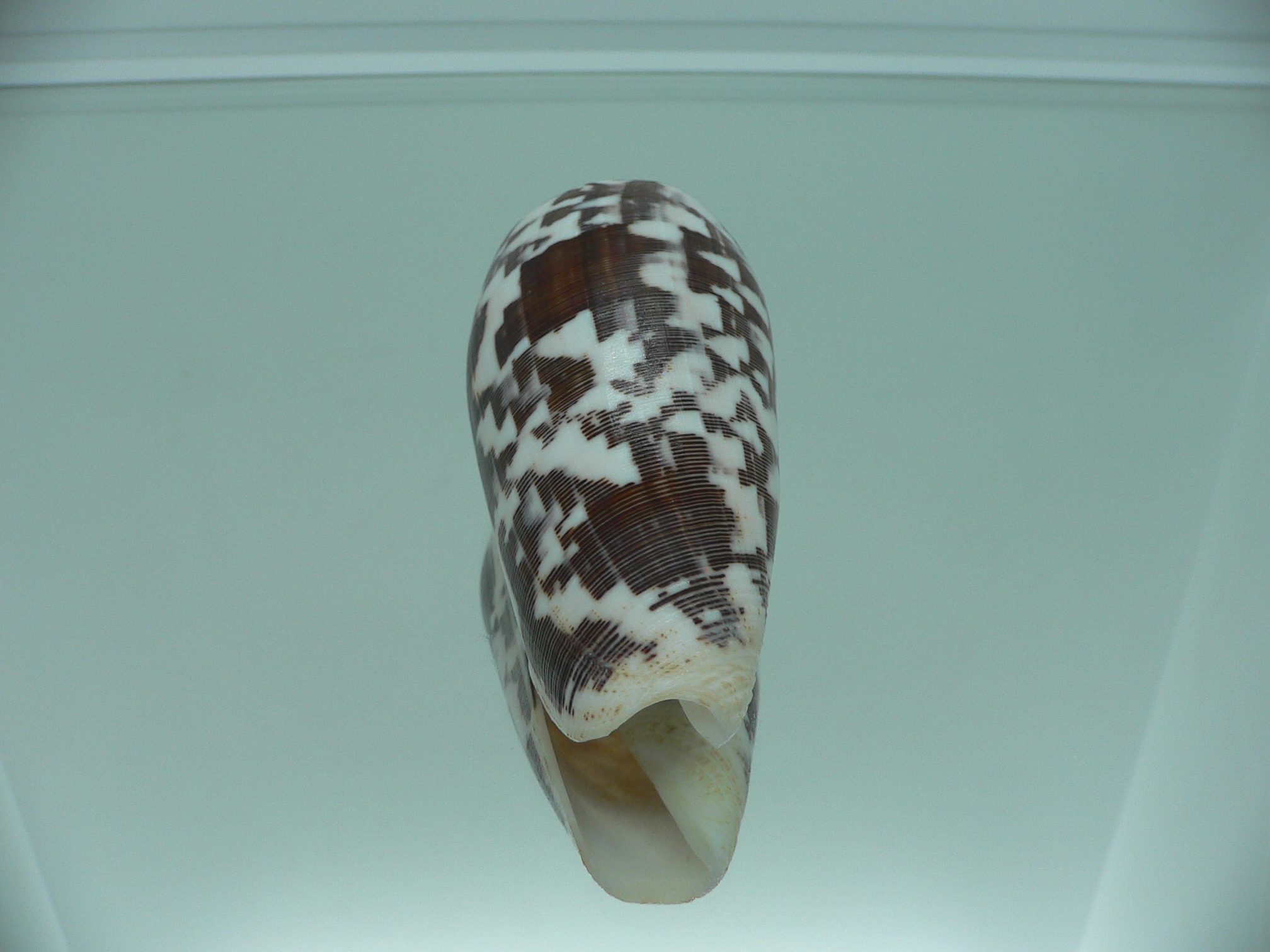Conus striatus DARK