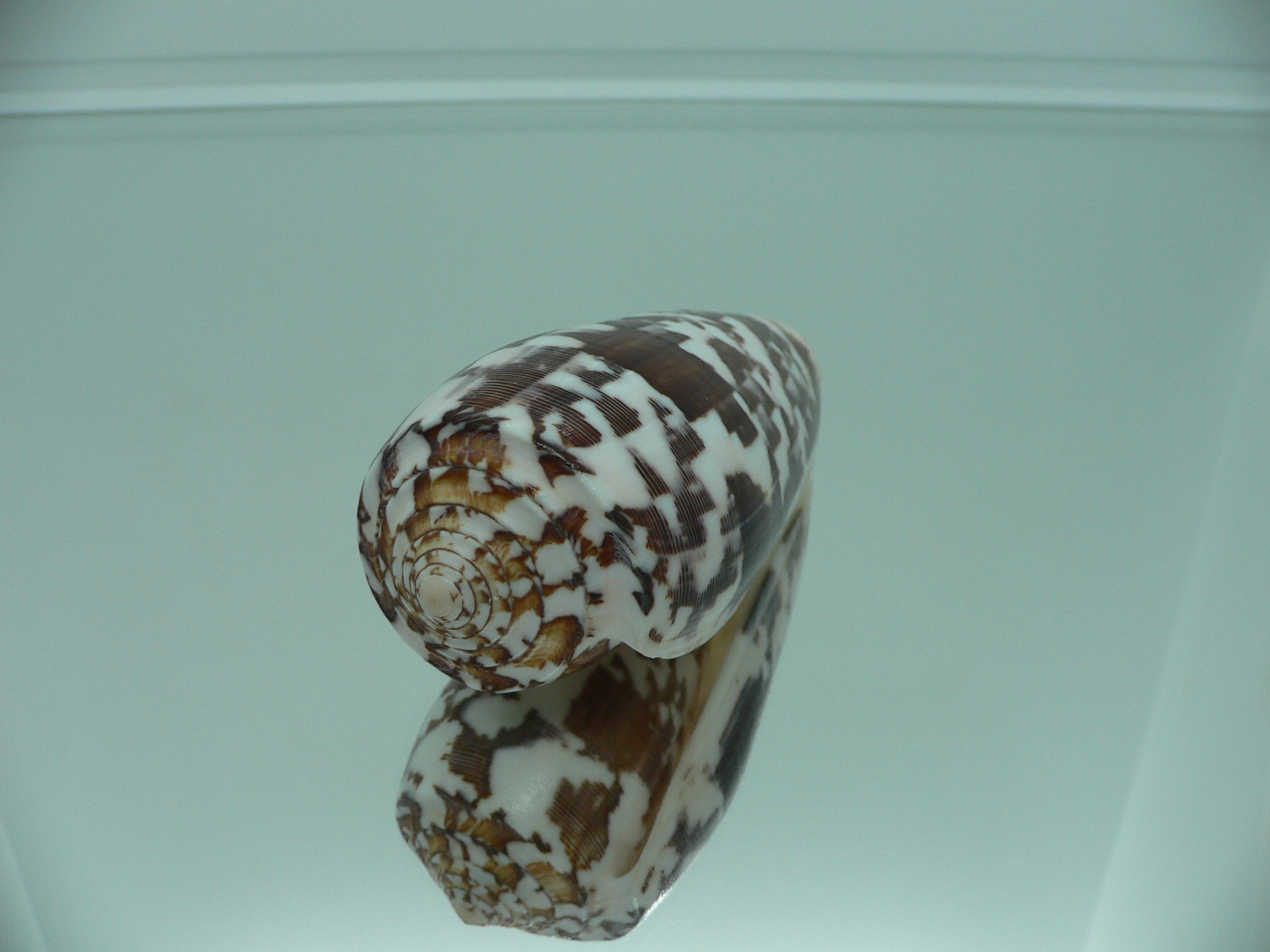 Conus striatus DARK
