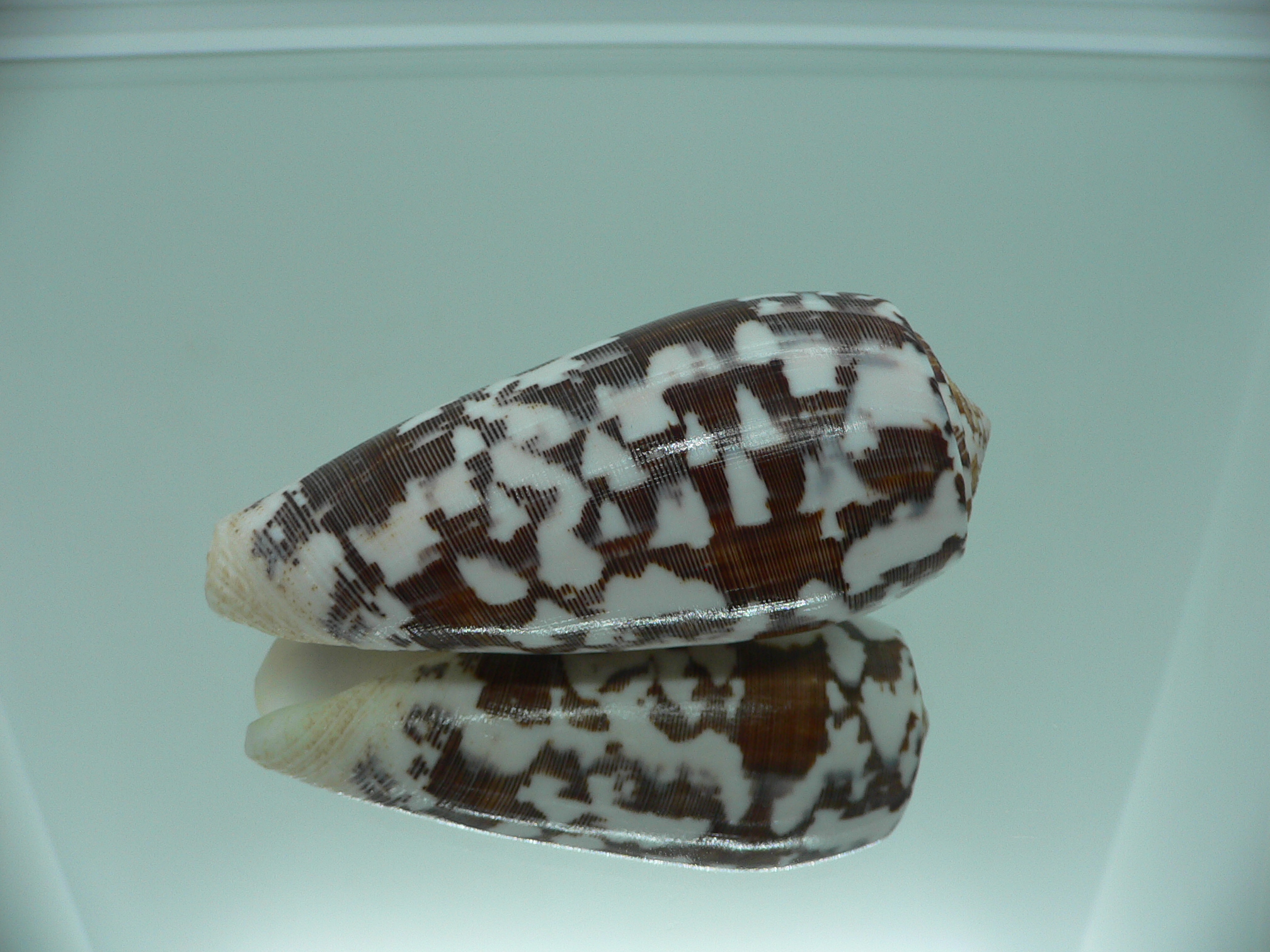 Conus striatus DARK