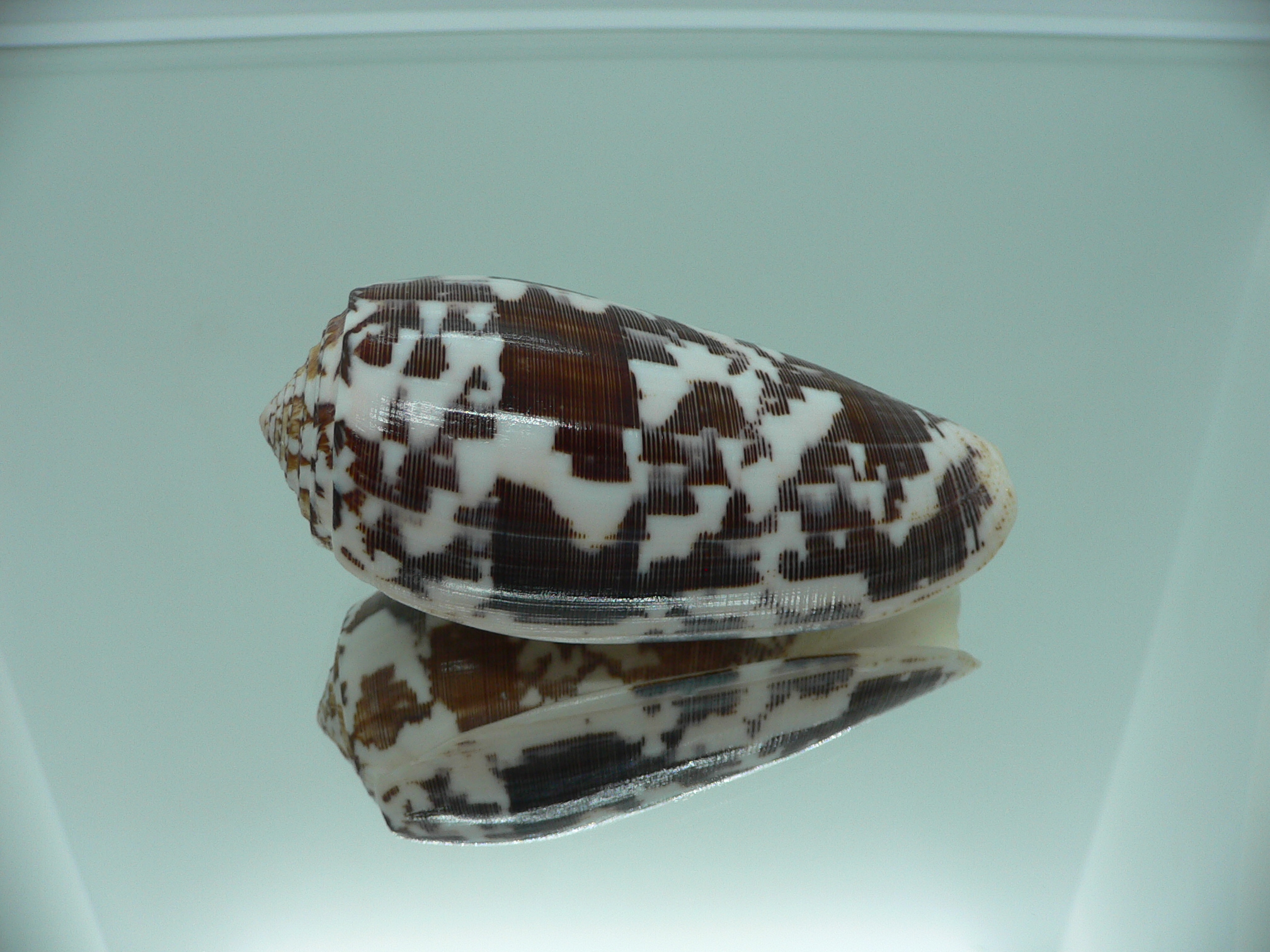Conus striatus DARK